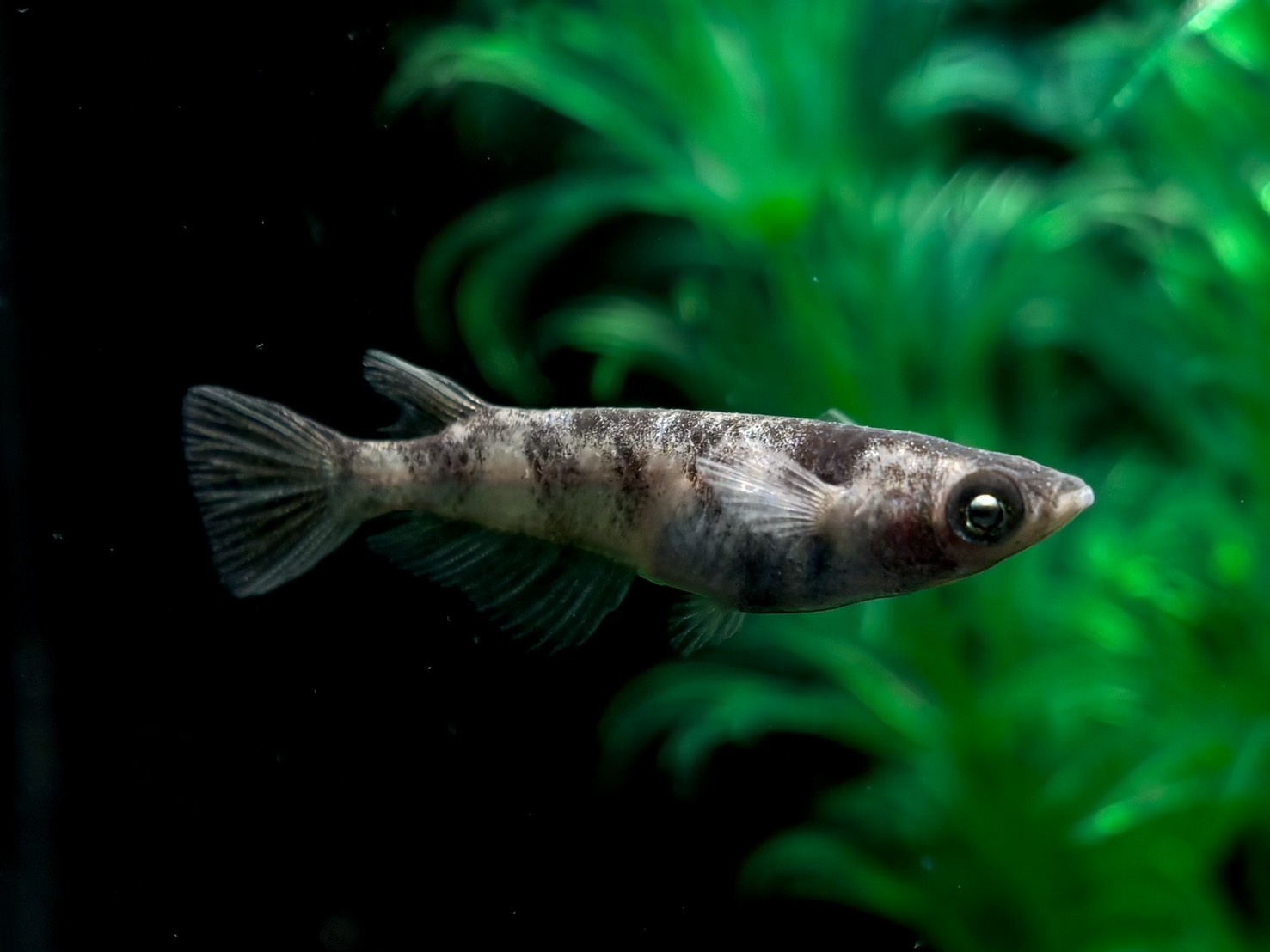 🔥 45めだか　倭寇黒鉄　1ペア (サ) 21:15終了 [ID:6437]