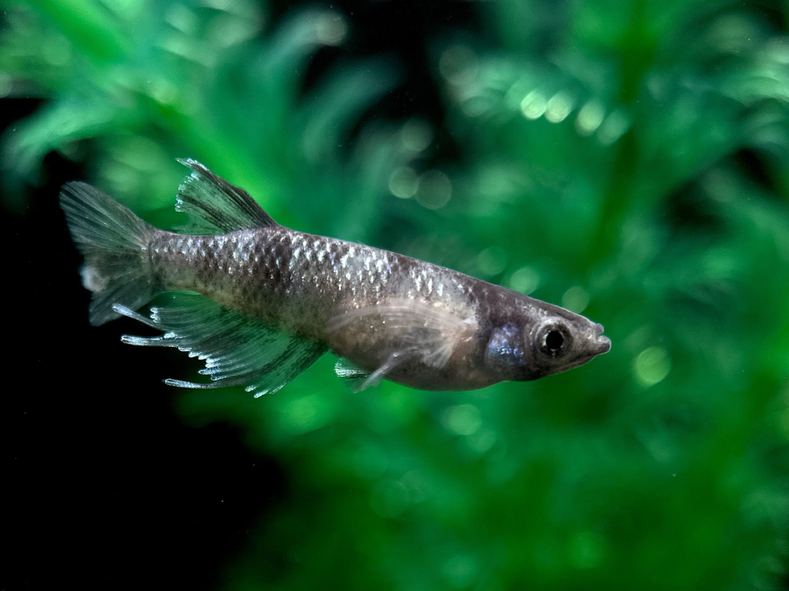 🔥 三池めだか　初出)蒼鱗斑式　1p 3/7 21:15終了 [ID:5394]