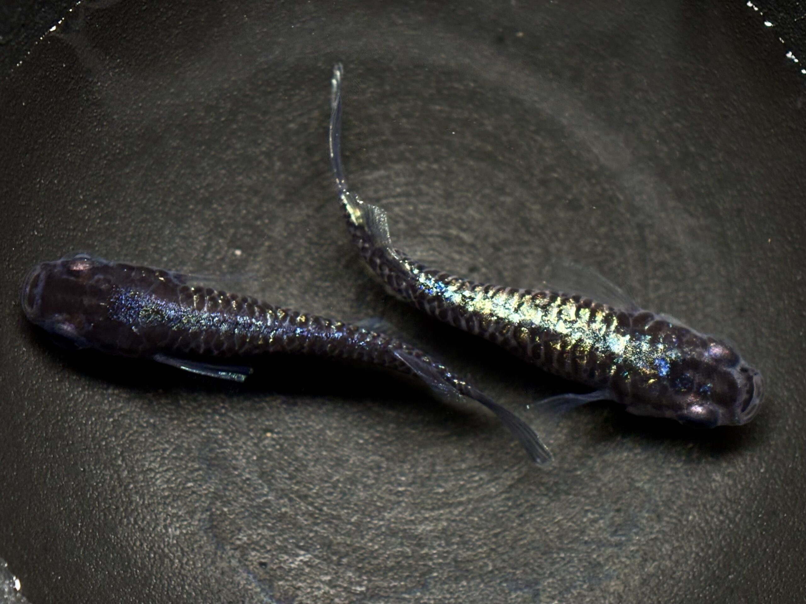 🔥 愛善めだか　キングメタル　1ペア(サ) 3/7 21:30終了 [ID:5512]