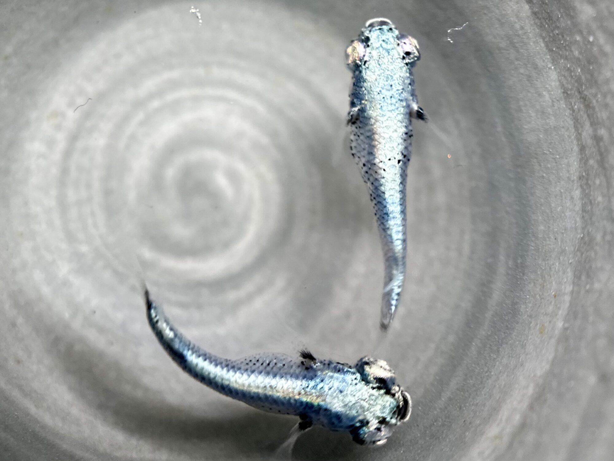 🔥 西郷めだか　藍　1p 5/7 21:10 [ID:9212]
