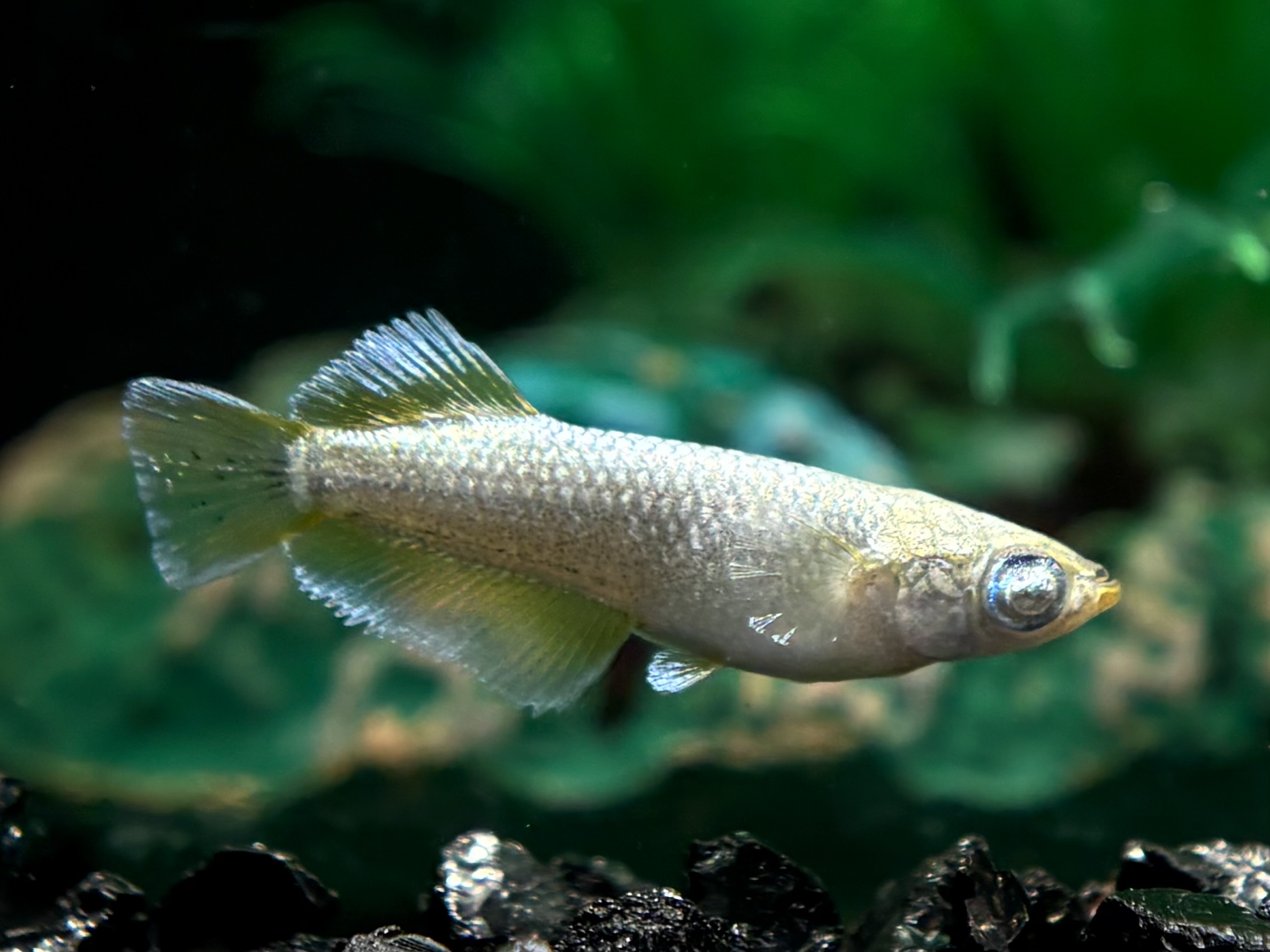 🔥 大河めだかブリード　ミモザード オス1メス2 (サ) 3/9 21:10終了 [ID:5545]