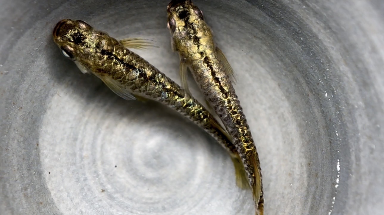 🔥 夢中めだか出品(王氏ブリード) 過背金龍　1p [ID:6727]