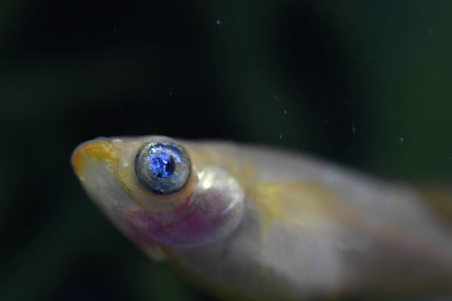 🔥 SHO_03.19作出直ブリード　ハニーベリー　1p＋メス1 3/30 21:13 [ID:6755]