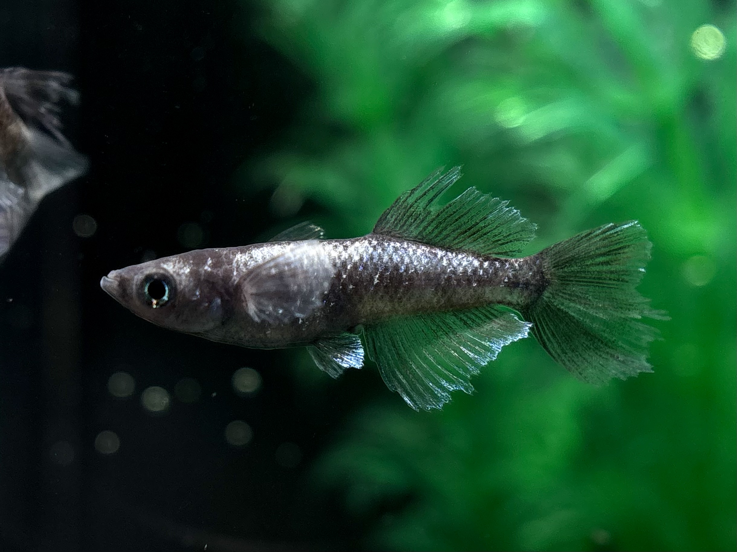 🔥 三池めだか　黝輝メジェドvol.2 1ペア+オス1 (サ) 3/9 21:15終了 [ID:5551]