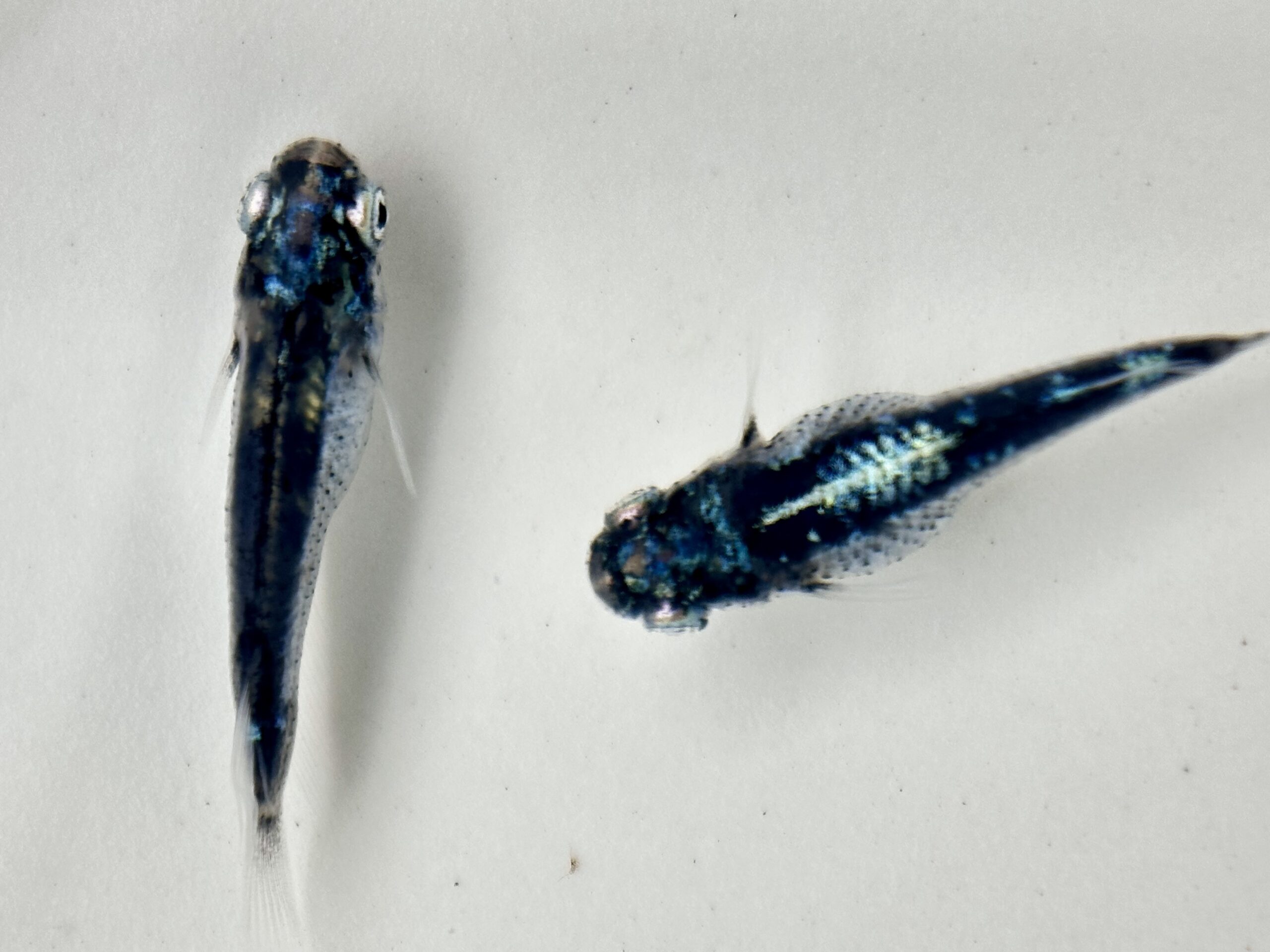 🔥 西郷めだか　アイブル　1p 3/11 21:20 [ID:5613]