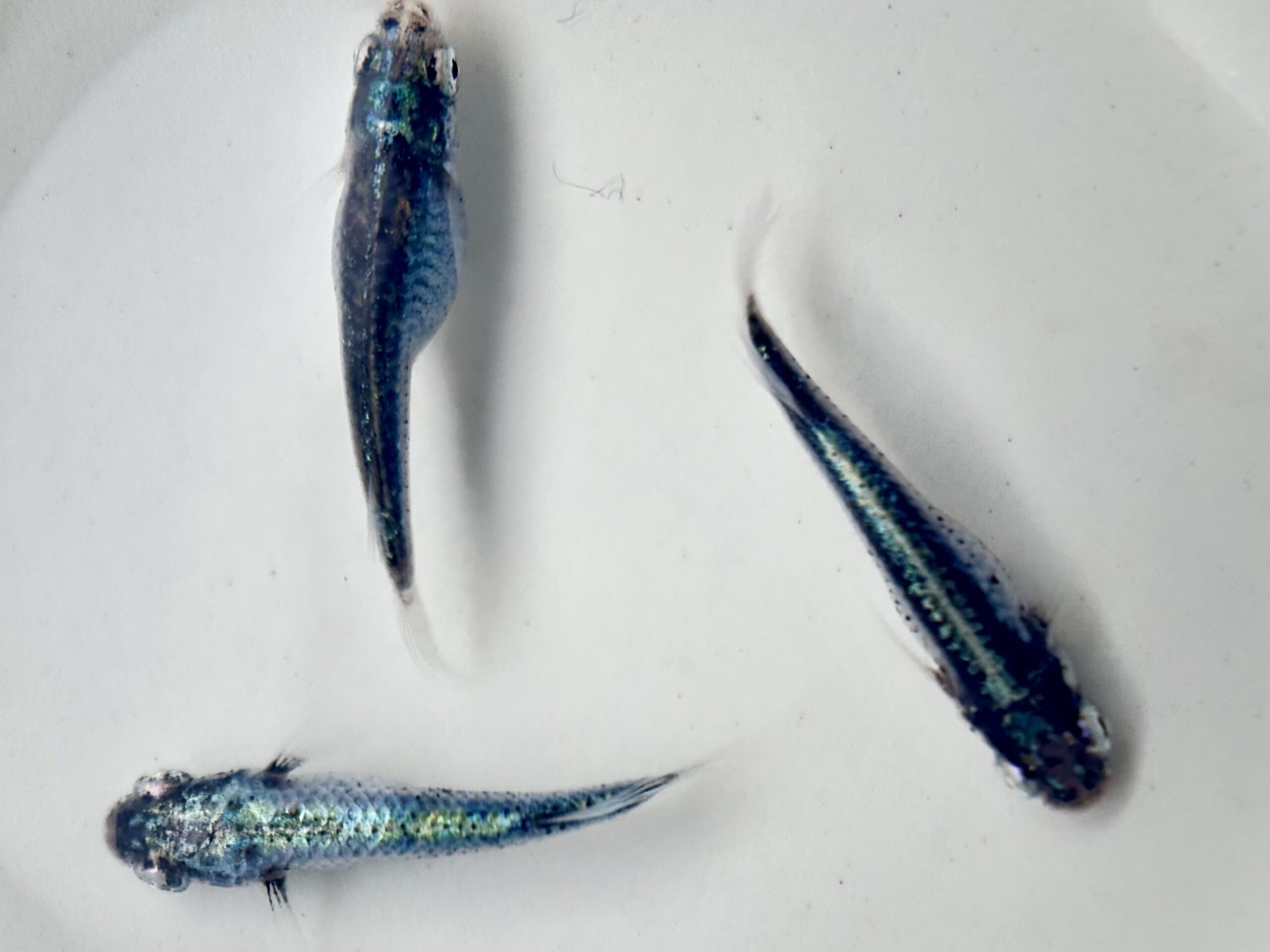 🔥 西郷めだか　藍　オス2メス1 3/11 21:10 [ID:5602]