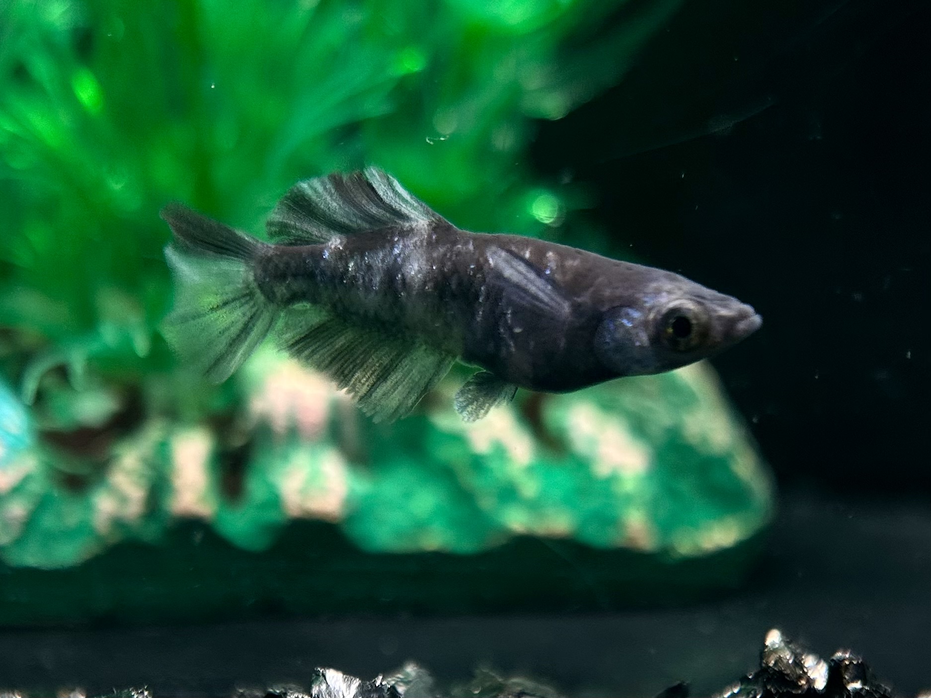 🔥 三池めだか　白黝　1p 3/11 21:15 [ID:5624]