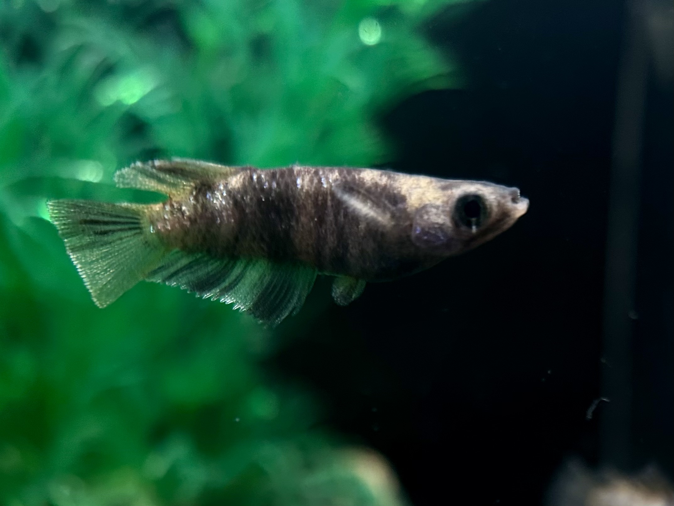 🔥 めだか処くろベぇ　金剛力士　1p 3/11 21:25 [ID:5633]