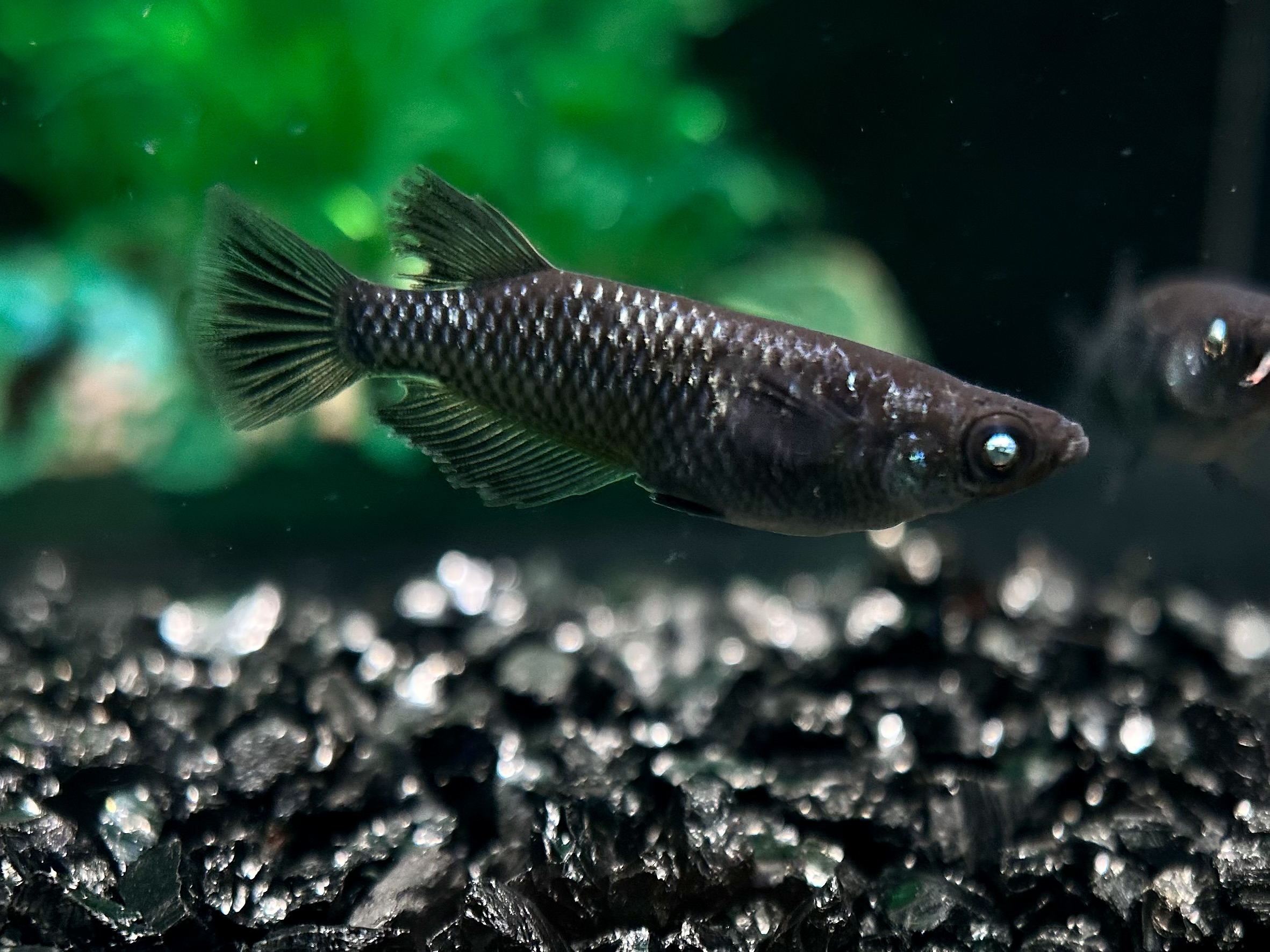 🔥 二子玉めだかブリード　レイア　1p 3/11 21:30 [ID:5642]