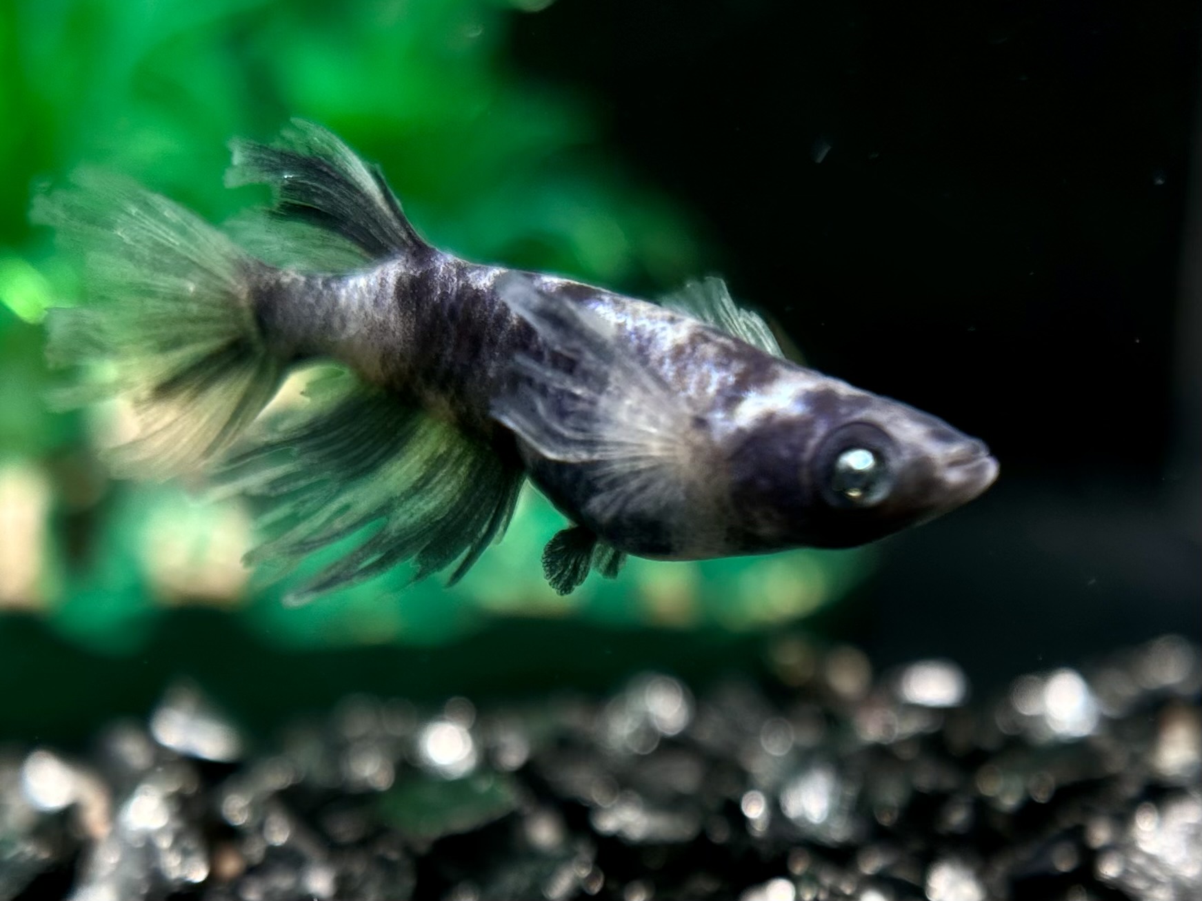 🔥 めだか処くろべぇ　初出)墨燕〜燕青〜　1p 3/18 21:20 [ID:5978]