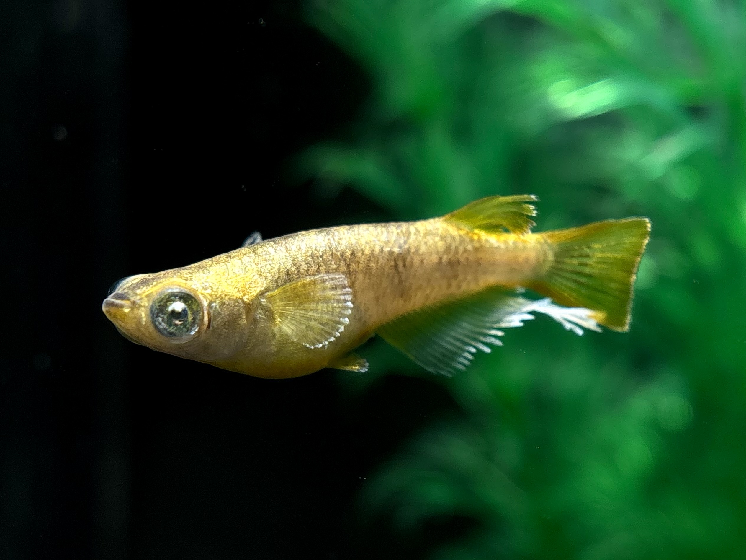 🔥 愛善めだか　レガリア　1ペア (サ) 3/13 21:20終了 [ID:5716]