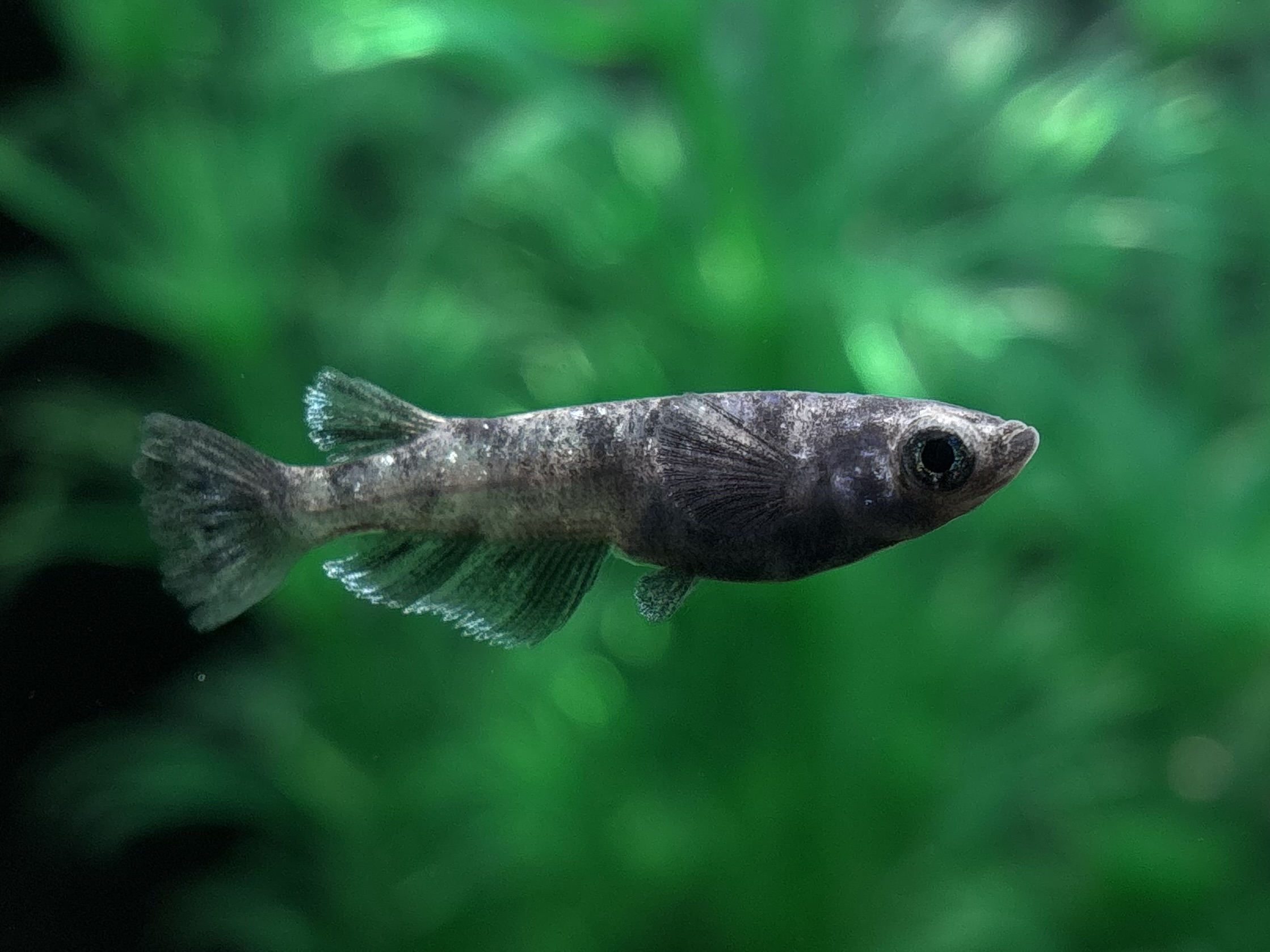 🔥 大河めだかブリード　MWR00×黝輝　1ペア+メス1 (サ) 3/13 21:15終了 [ID:5701]