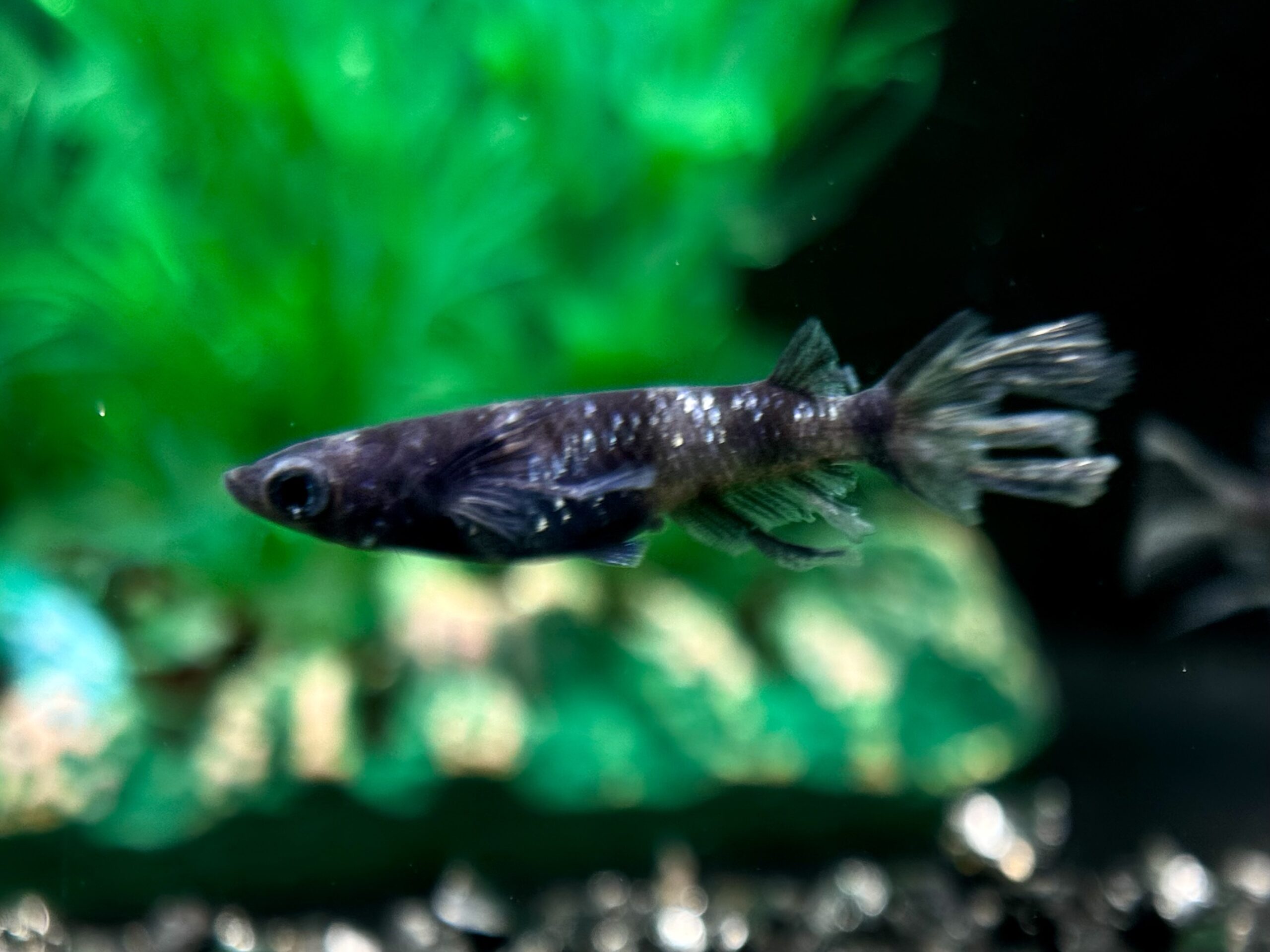 🔥 めだか処くろべぇ　墨燕(若魚)　1p 3/13 21:20 [ID:5774]