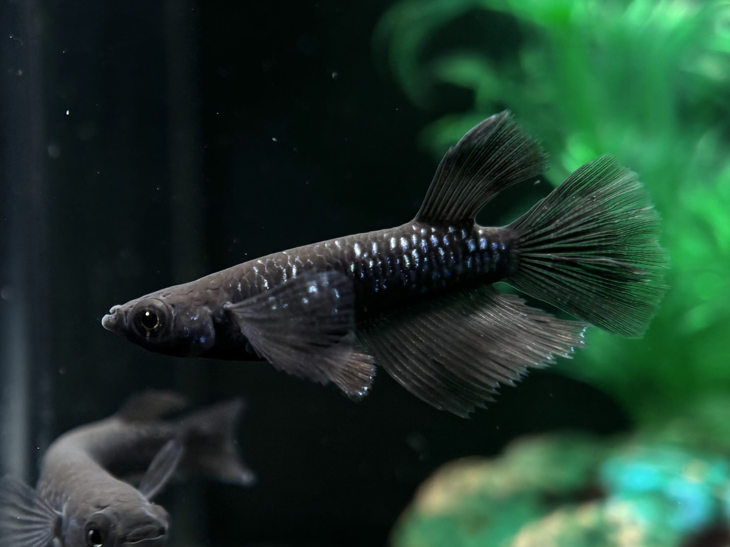 🔥 三池めだか　黝冠リアル(メスヘテロ) 1ペア (サ) 3/13 21:18終了 [ID:5711]