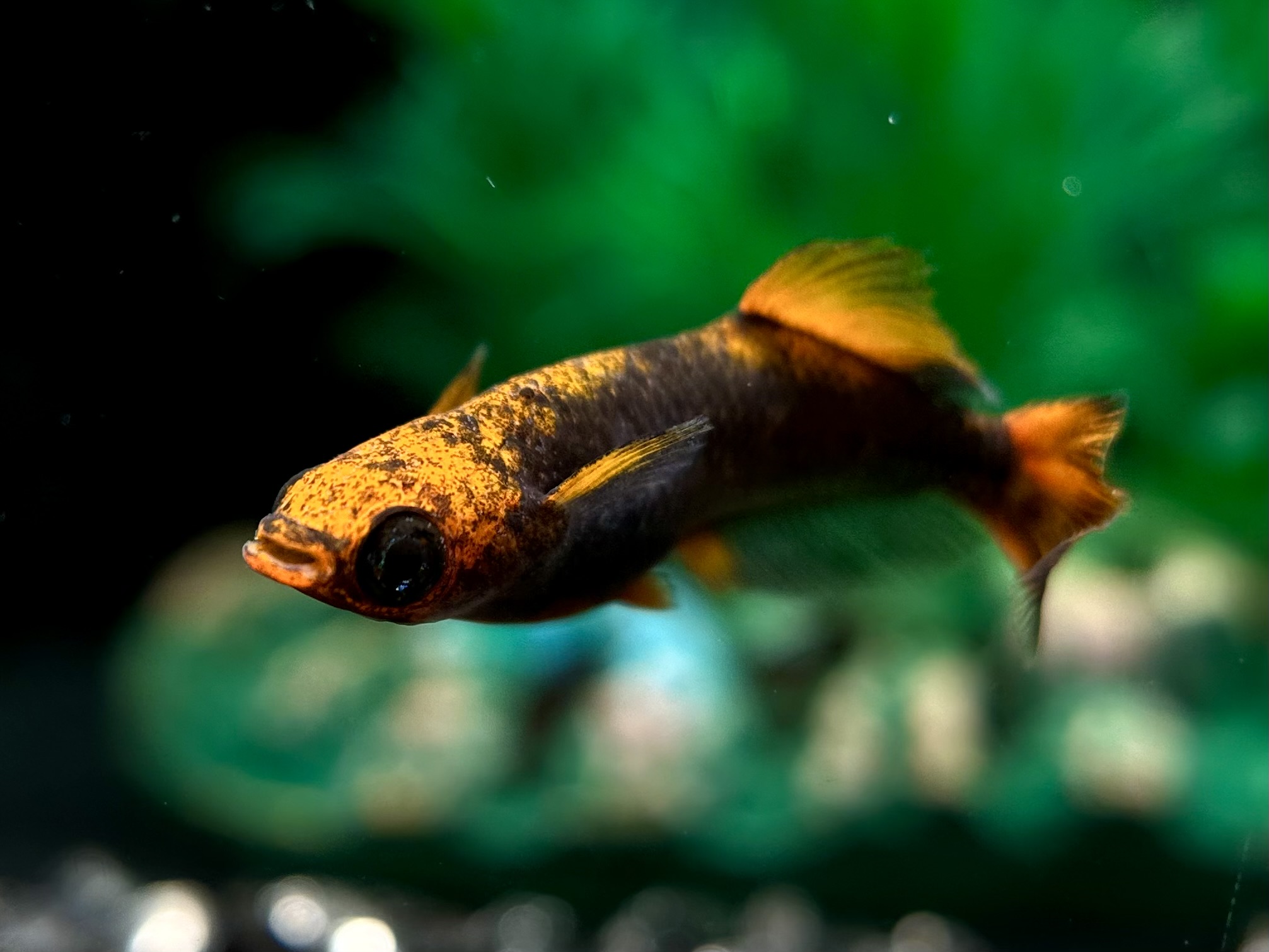 🔥 二子玉めだか　夢幻　1p 3/16 21:10 [ID:5810]