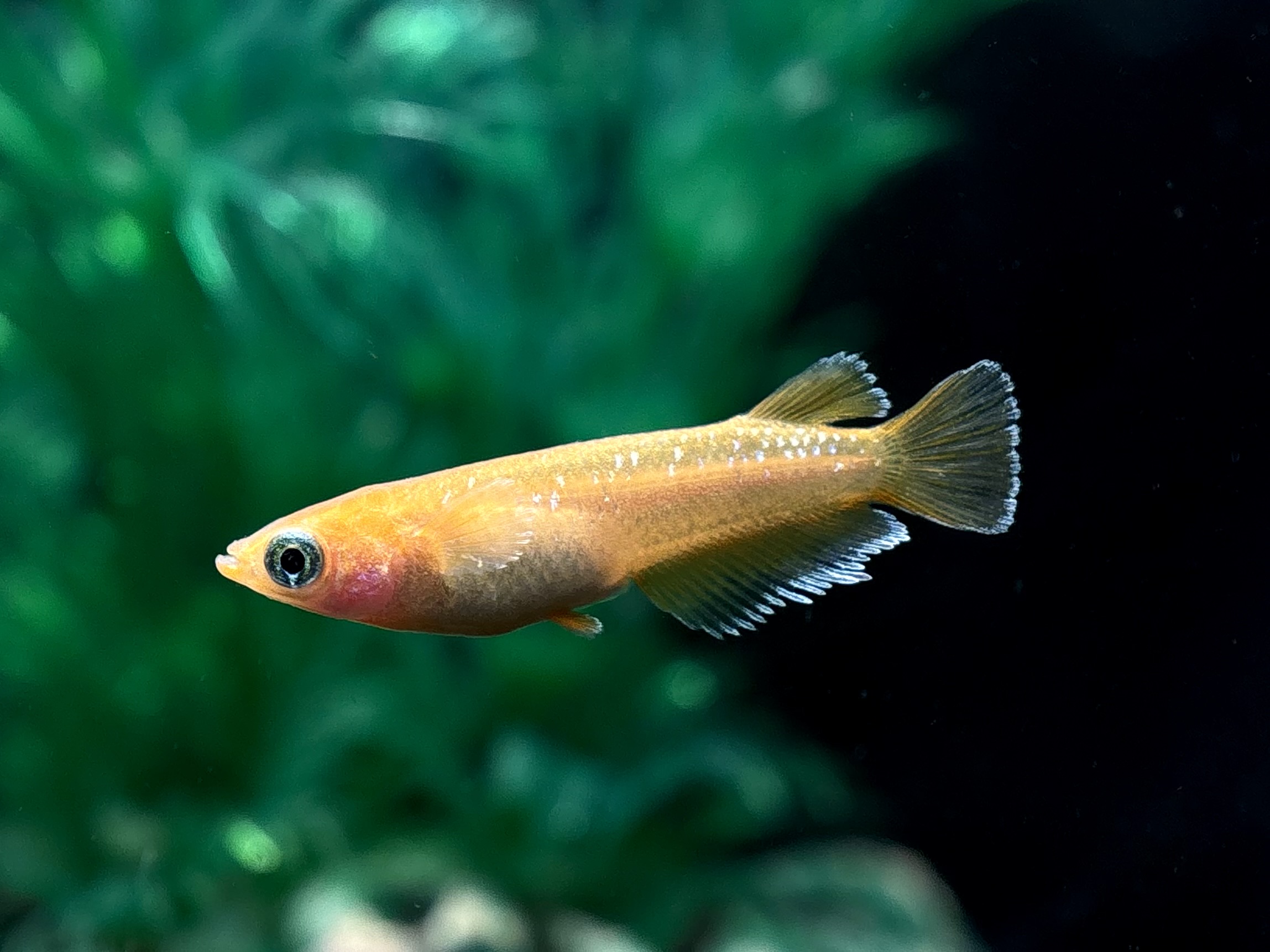 🔥 大河めだかブリード　サンセットダイヤ　1ペア+オス1 (サ) 3/13 21:23終了 [ID:5723]