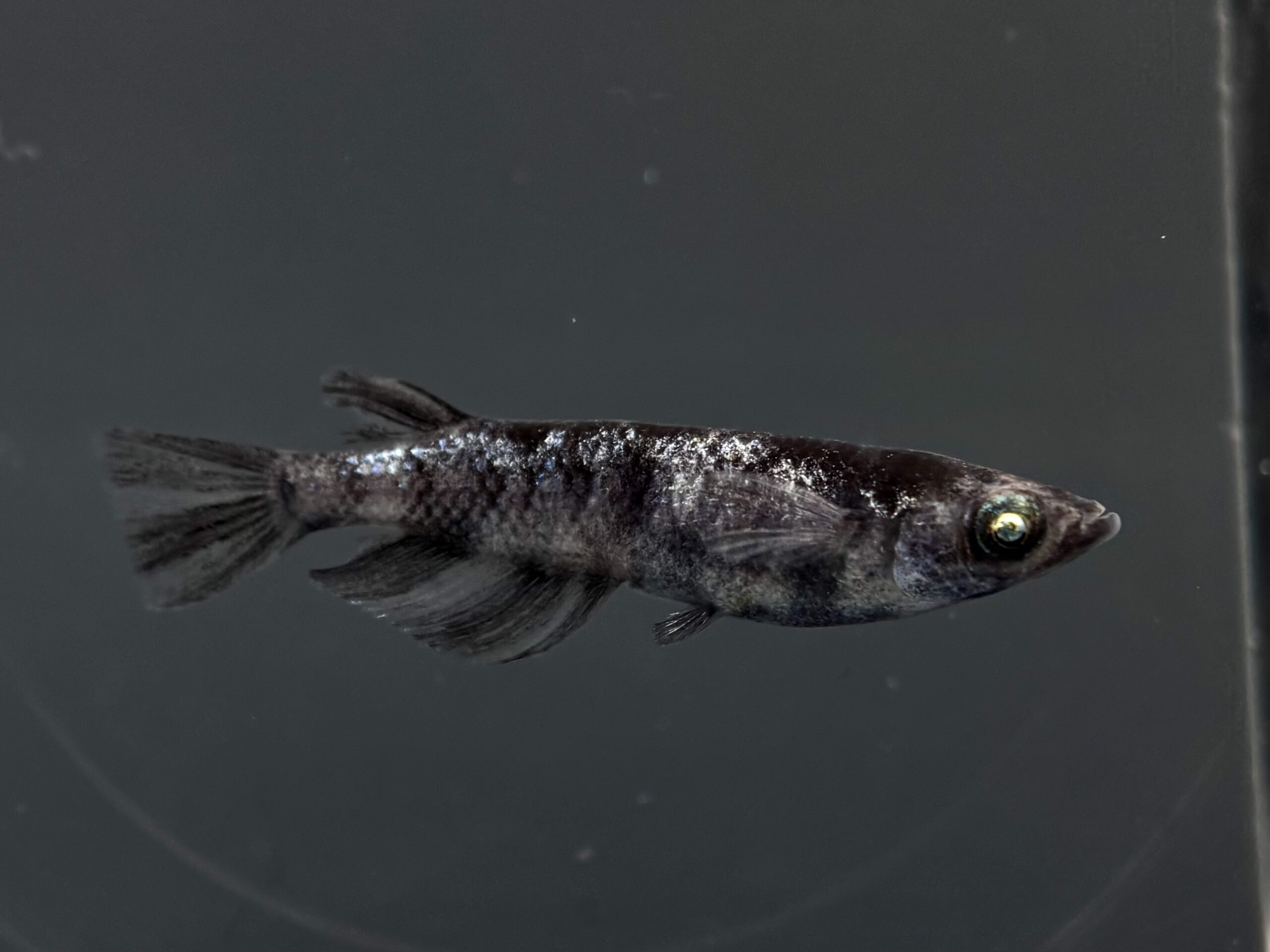 🔥 45めだか　倭寇黒鉄　1ペア (サ) 3/16 21:20終了 [ID:5866]