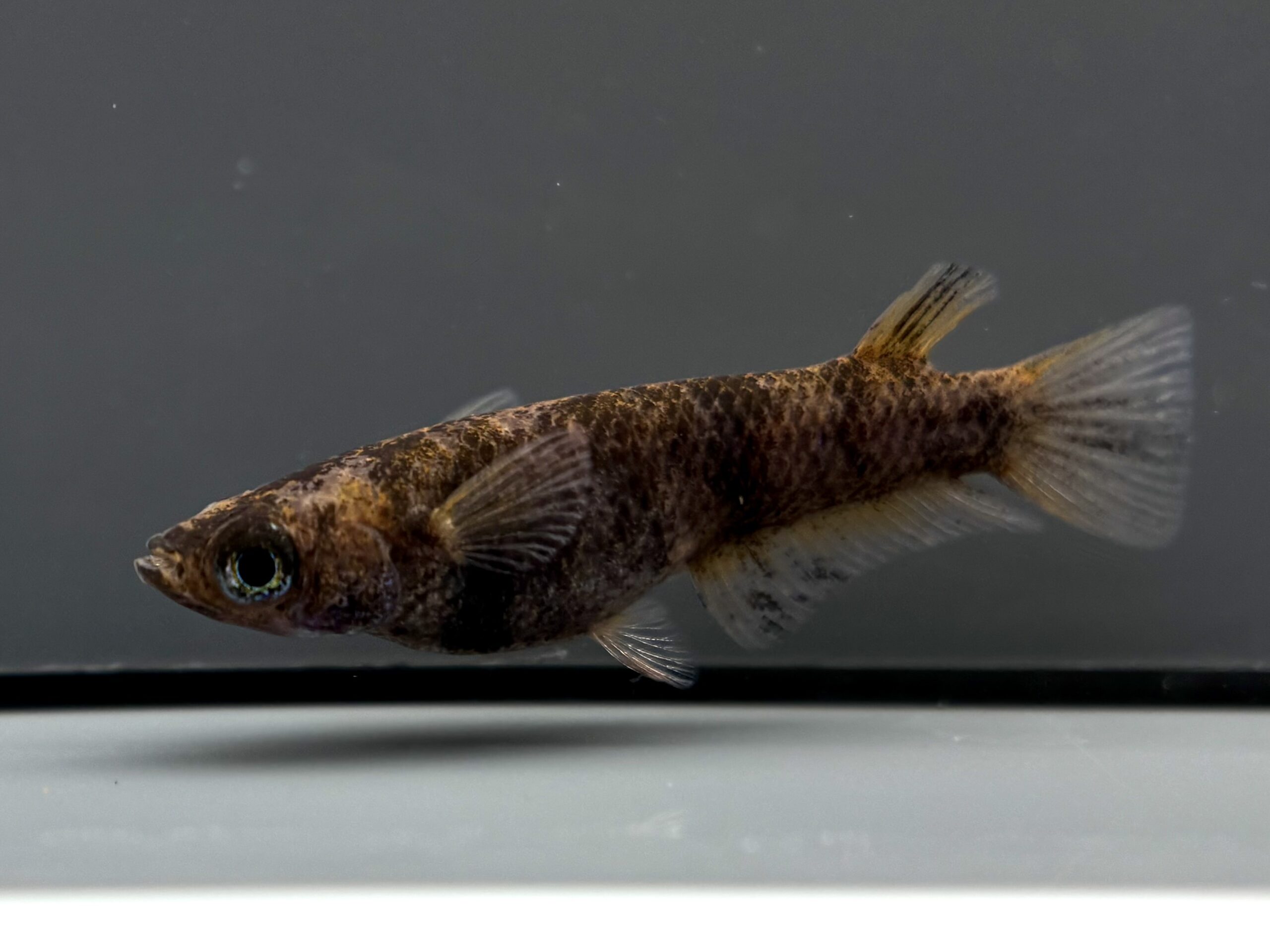 🔥 滝 メス1 (サ) 3/16 21:25終了 [ID:5876]