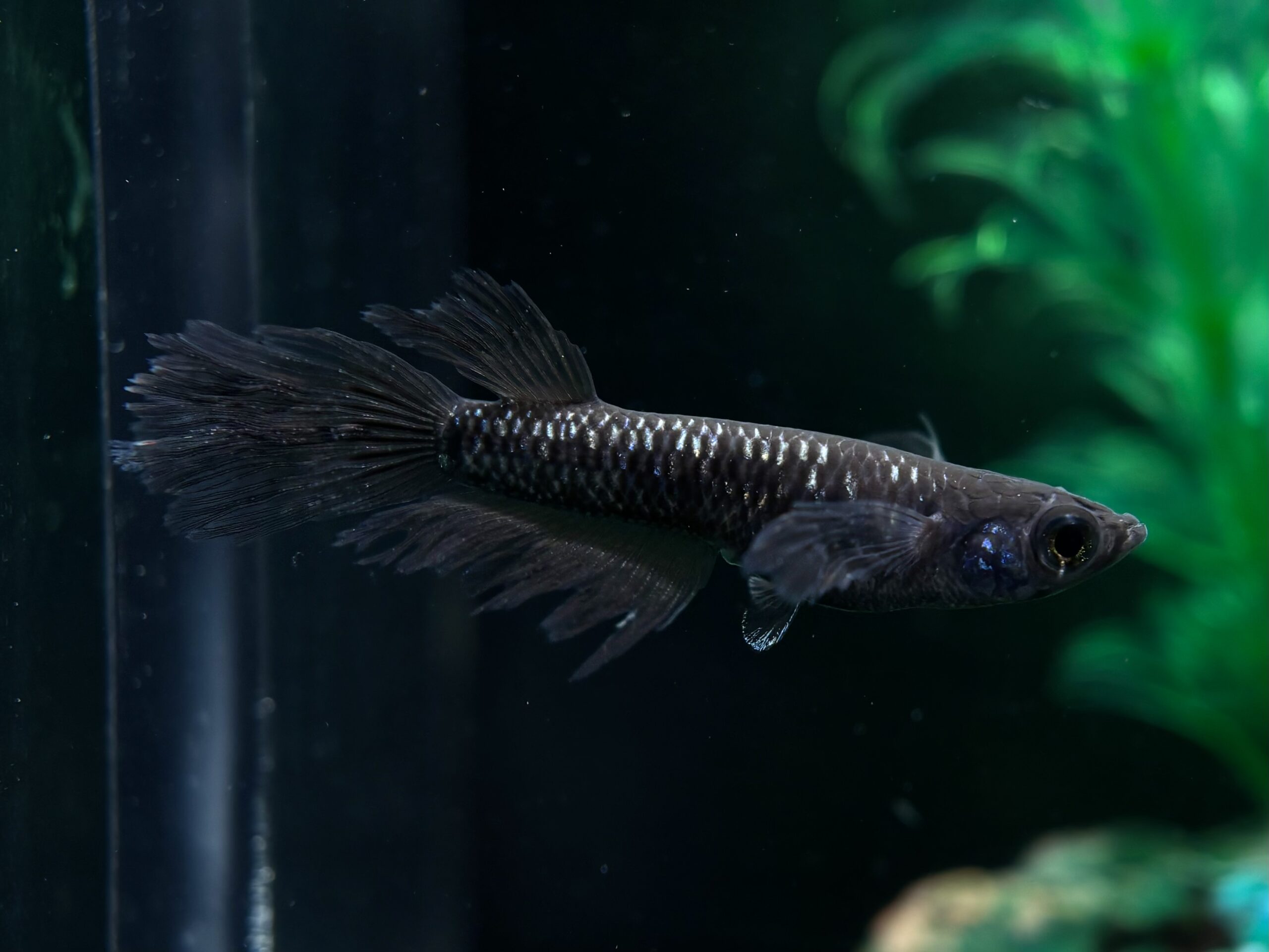 🔥 三池めだか　黝冠極　松井ヒレ長1ペア+メス1(サ) 3/16 21:15終了 [ID:5862]