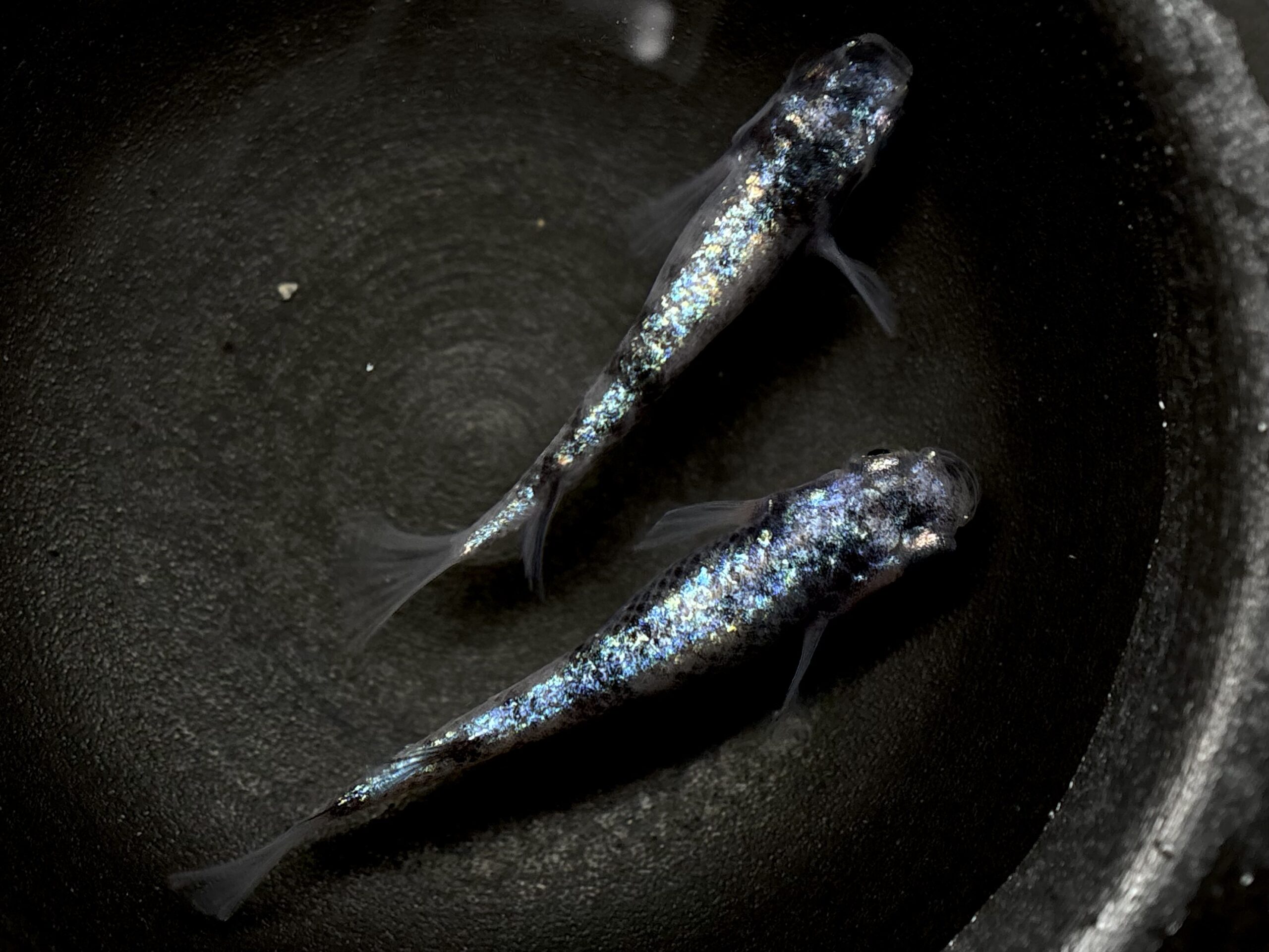 🔥 45めだか　倭寇蒼天　1ペア (サ) 3/16 21:10終了 [ID:5911]