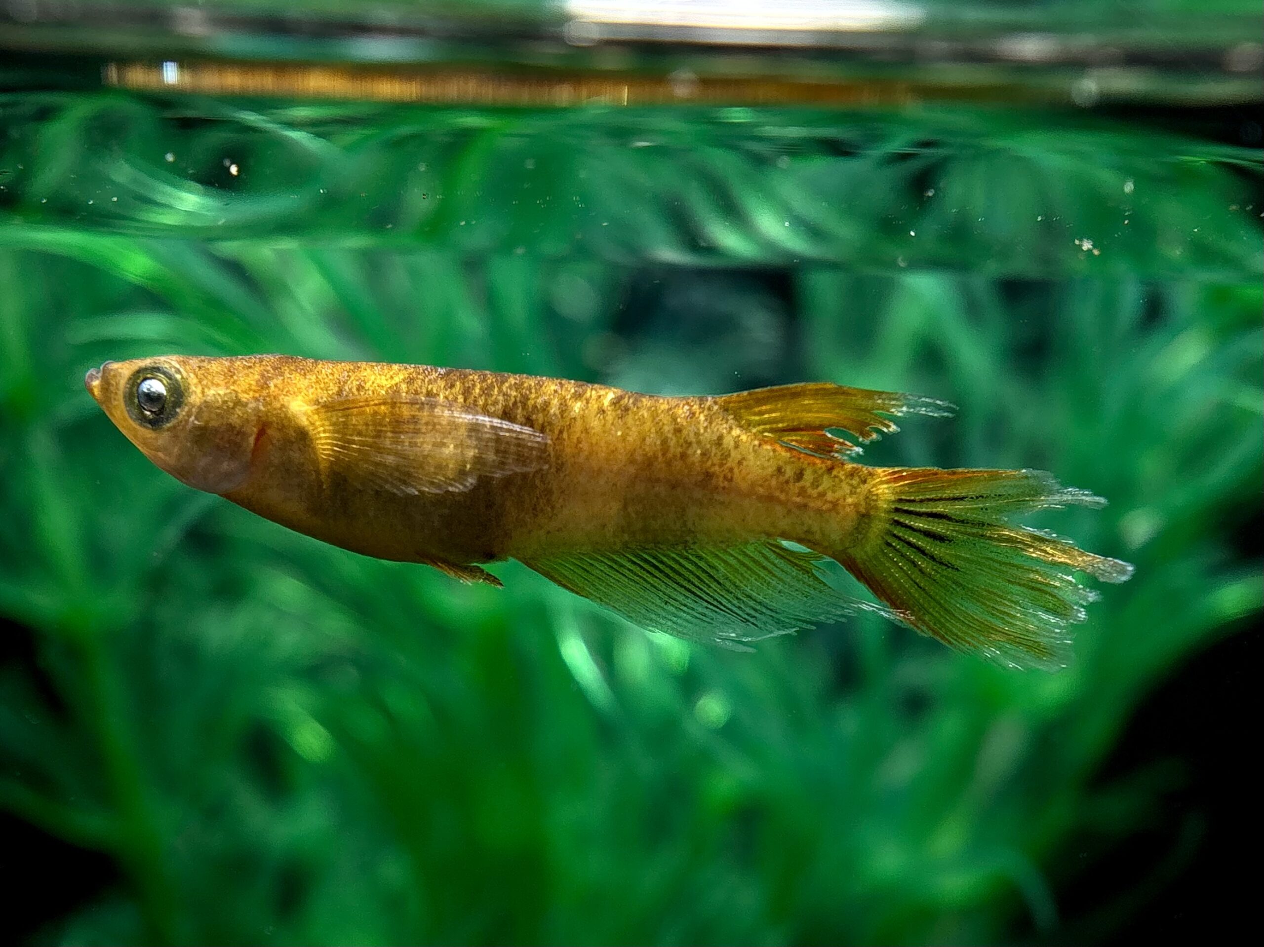 愛善めだか　乱菊ヒレ長　1ペア (サ) 3/16 21:30終了 [ID:5878]