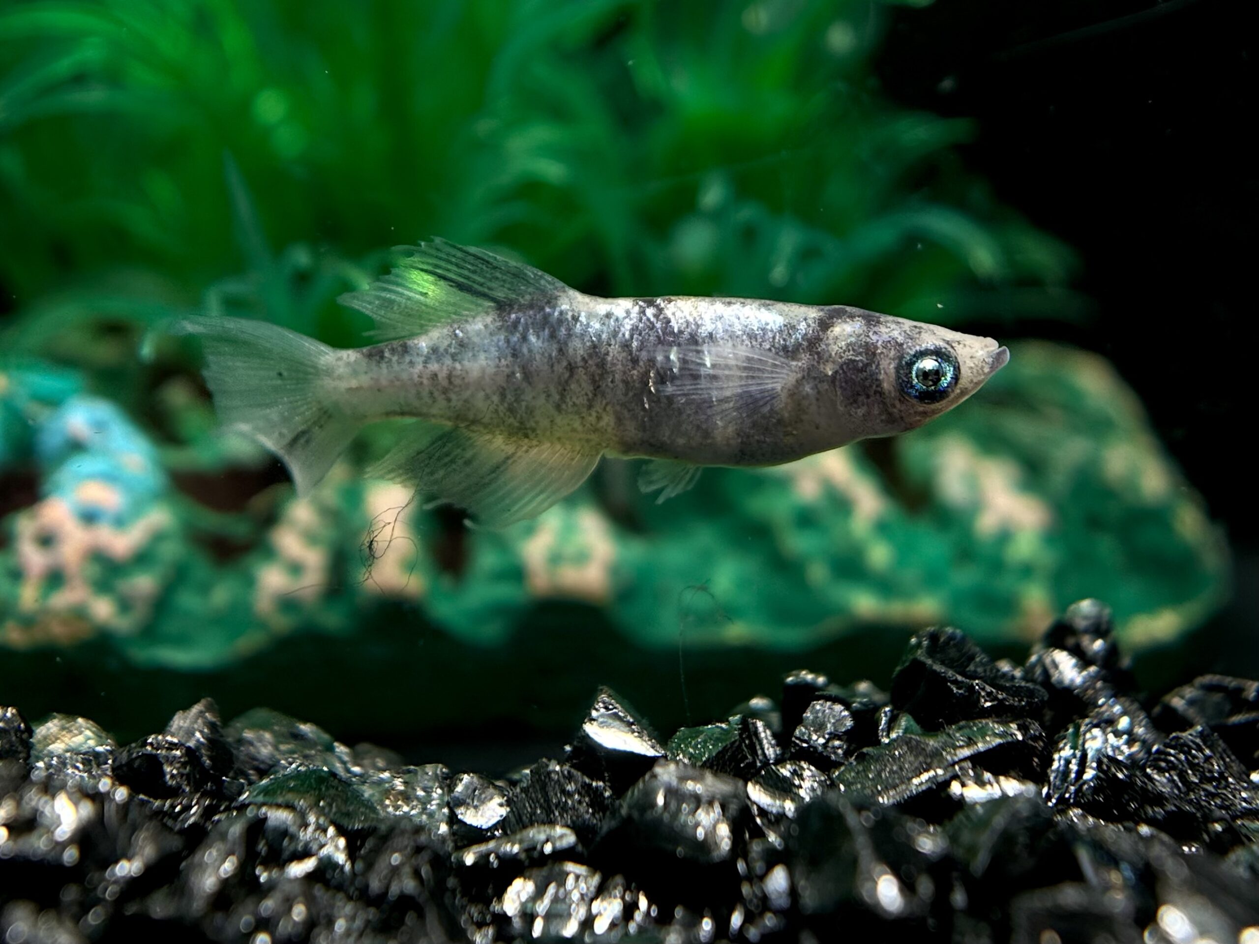 🔥 45めだか　初出品)倭寇白龍　1p＋メス1 3/16 21:08 [ID:5871]