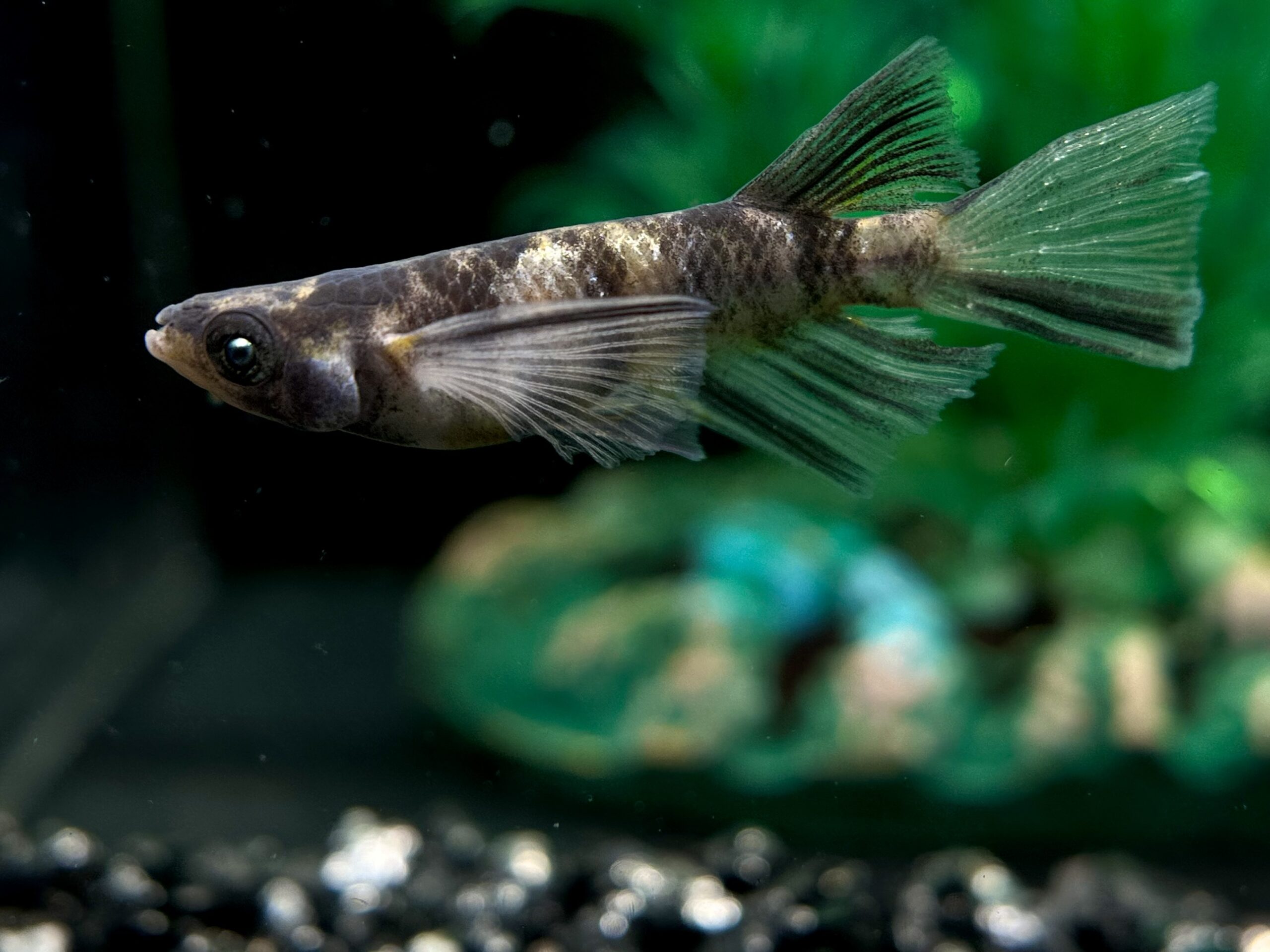 🔥 45めだか　最新)黒鉄オルカ　1p 3/16 21/18 [ID:5881]