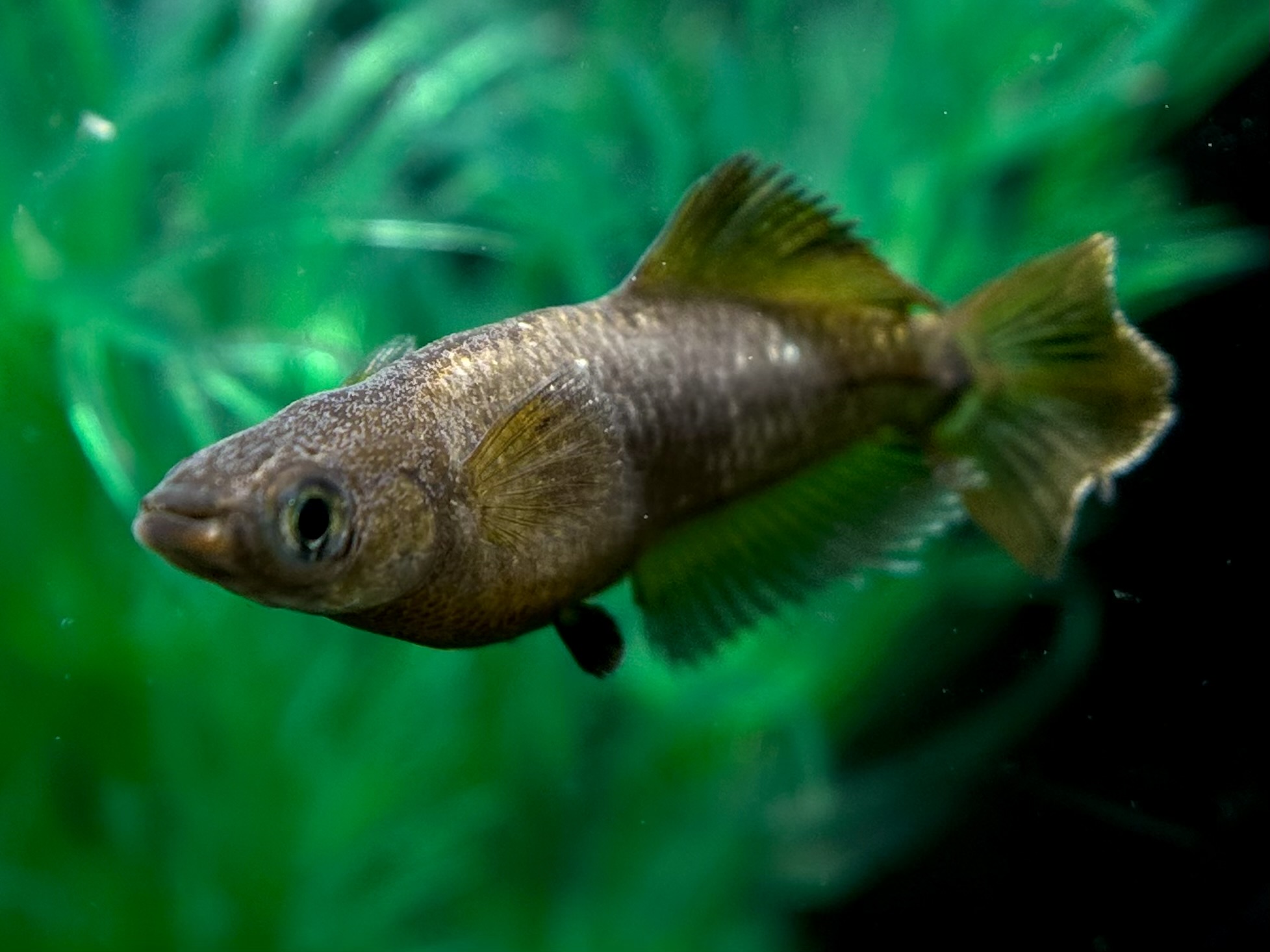 🔥 愛善めだか　最新)ハンスヒカリ体型　1p 3/16 21:25 [ID:5903]