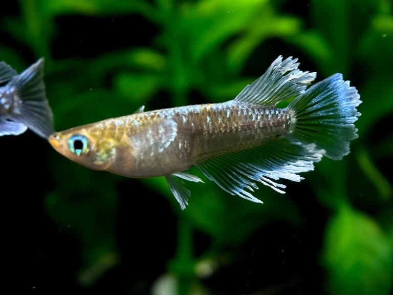帆人めだか　初出品)トリビュート　1p＋おまけ親魚1p 10/23 21:31 [ID:21341]
