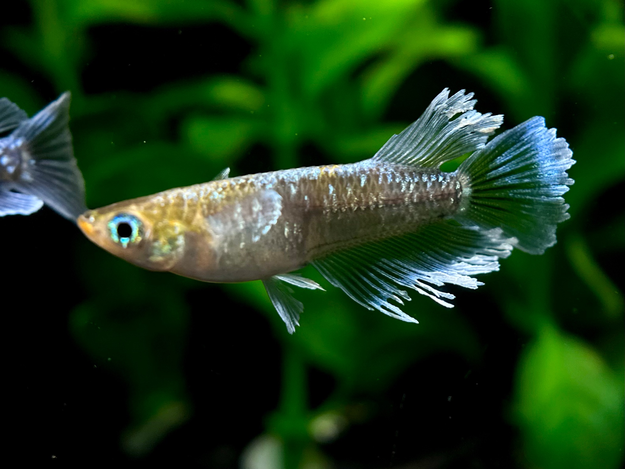 ⭐注目 帆人めだか　初出品)トリビュート　1p＋おまけ親魚1p 10/23 21:31 [ID:21341]