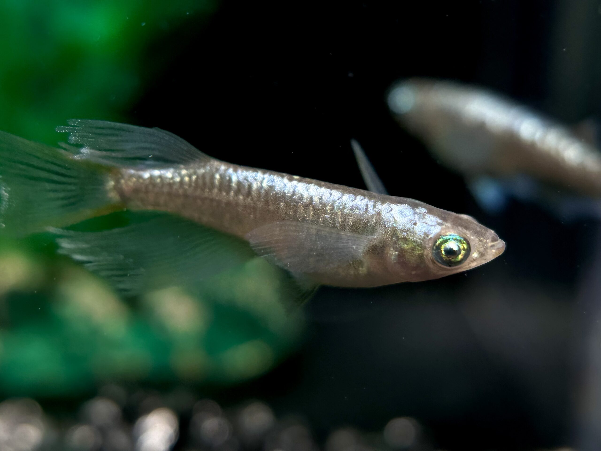 🔥 愛善めだか　最新)アイヴェル　オス1メス2 3/16 21:22 [ID:5892]