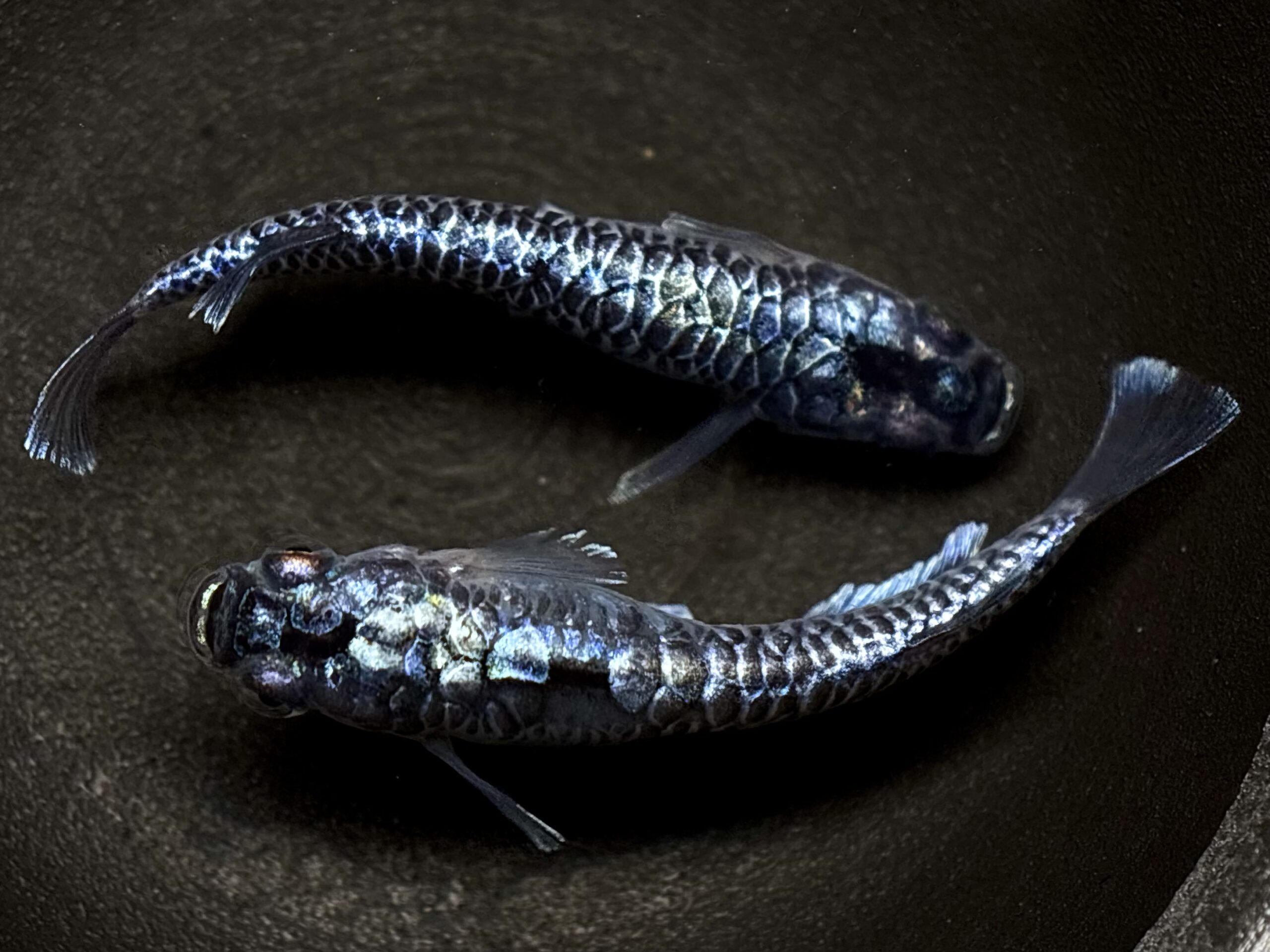 🔥 無限めだか　龍鱗　1ペア (サ) 3/17 21:15終了 [ID:5967]