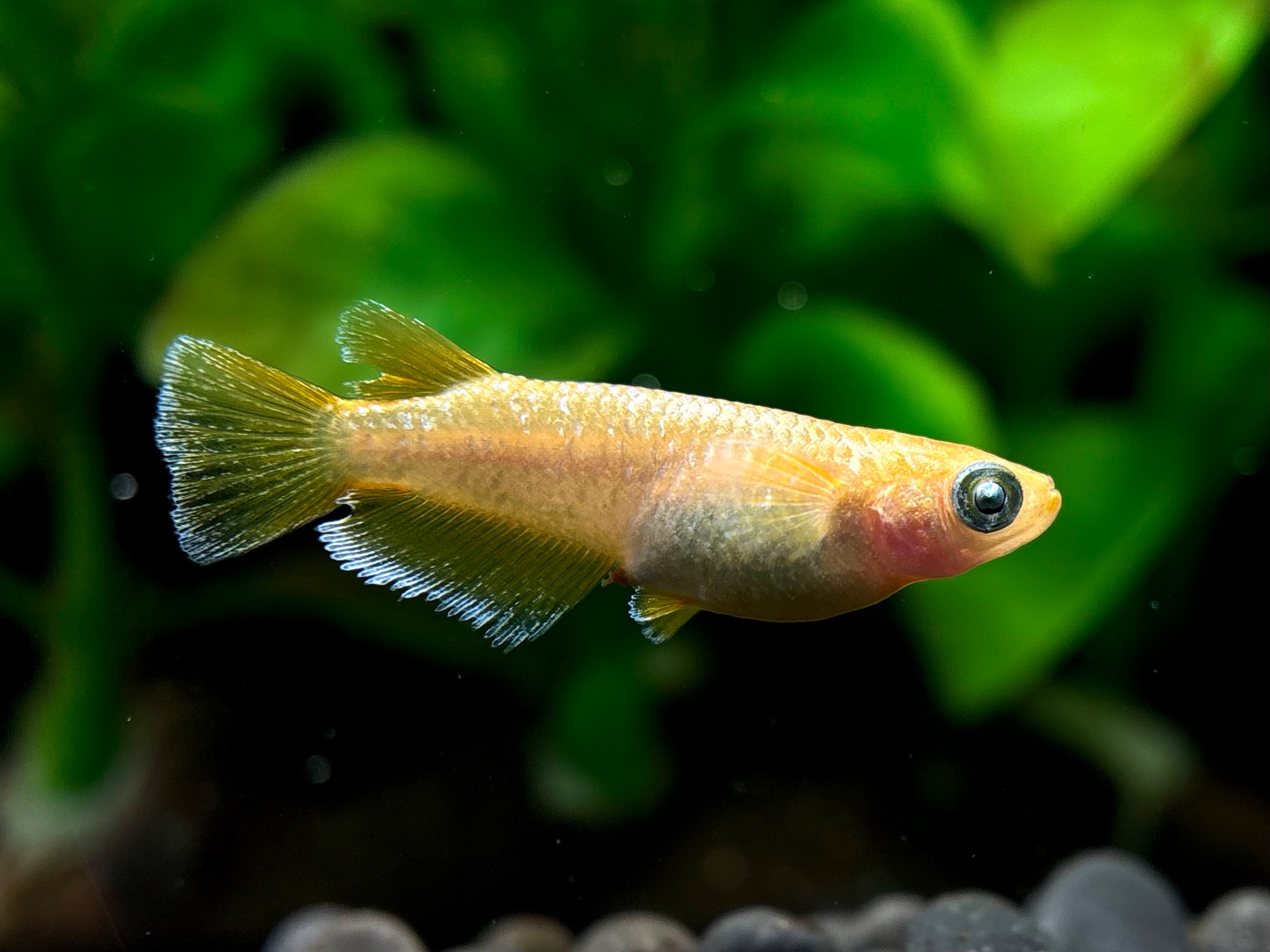 ENNMA東京養魚場) サンセットオラフ　オス1メス2 (サ) 10/21 21:30終了 [ID:21140]