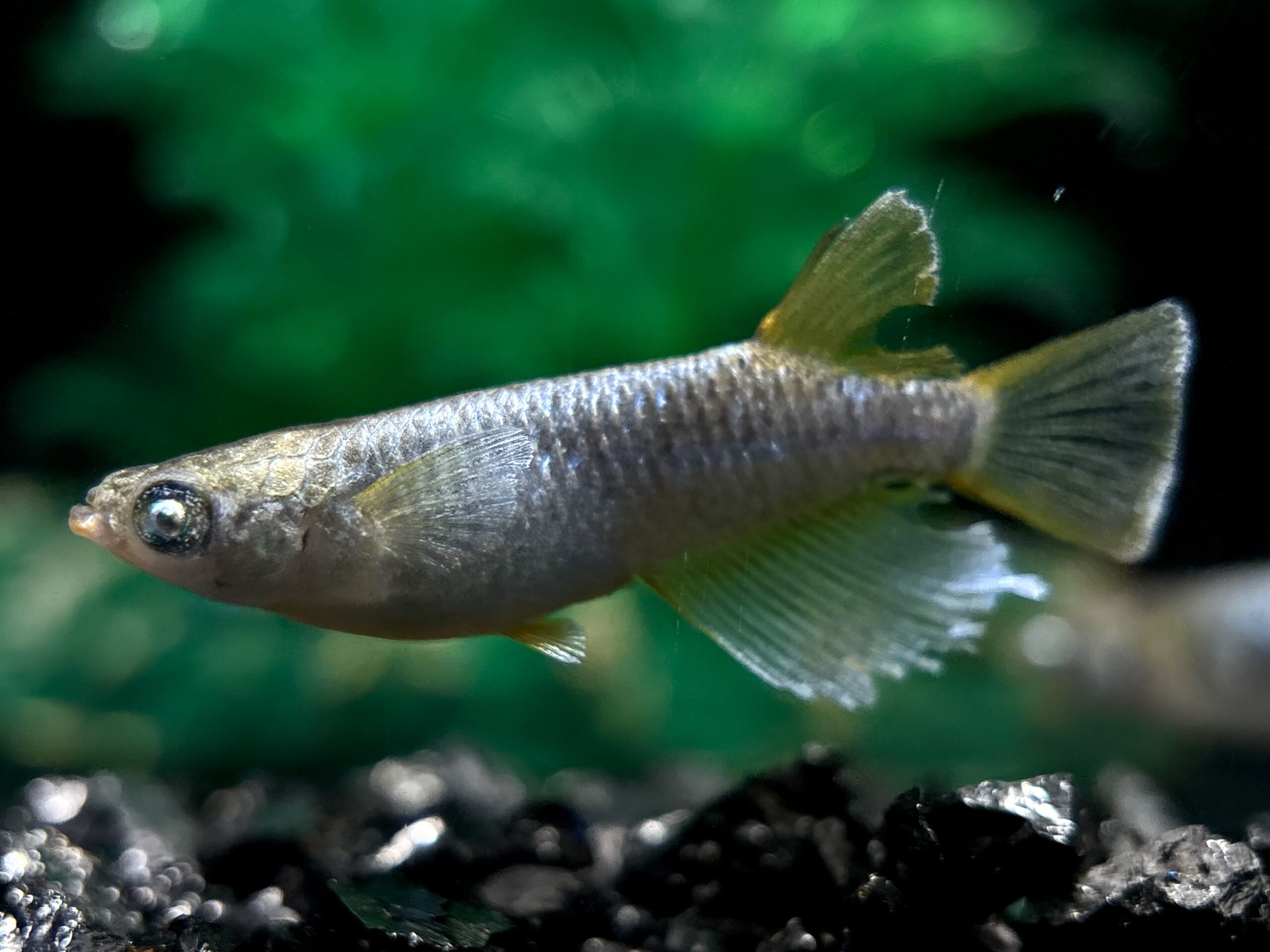 🔥 無限めだかブリード　マネー　1ペア (サ) 3/17 21:10終了 [ID:5961]