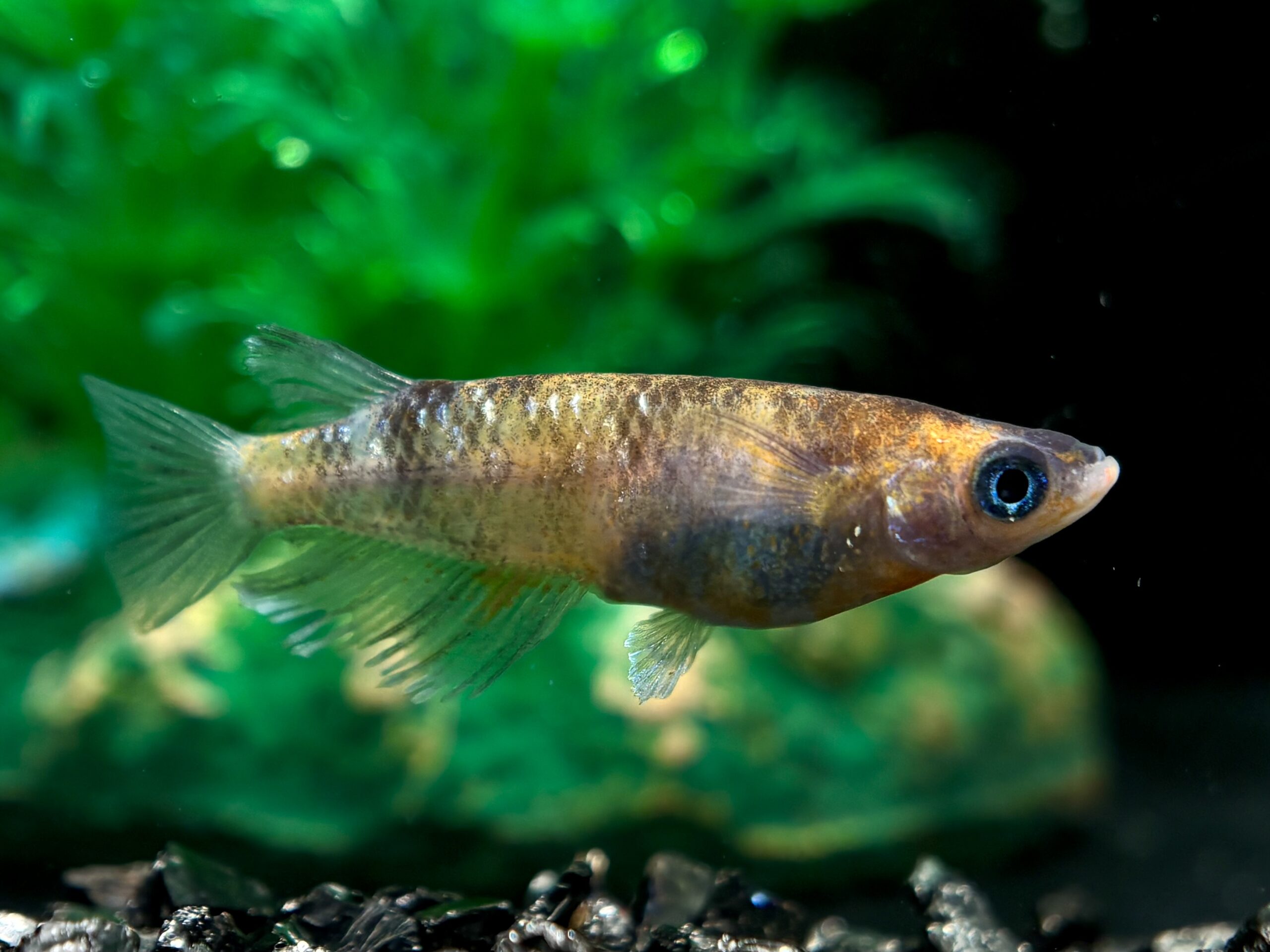 🔥 無限めだかブリード　MWR12三色　1ペア(サ) 3/17 21:20終了 [ID:5973]