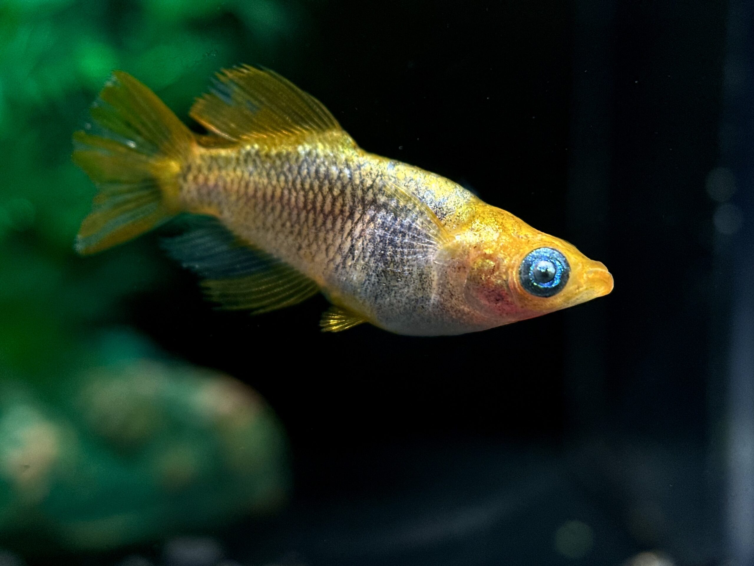 🔥 二子玉めだか　初出)烏龍(うーろん) オス1メス2 3/18 21:27 [ID:6007]