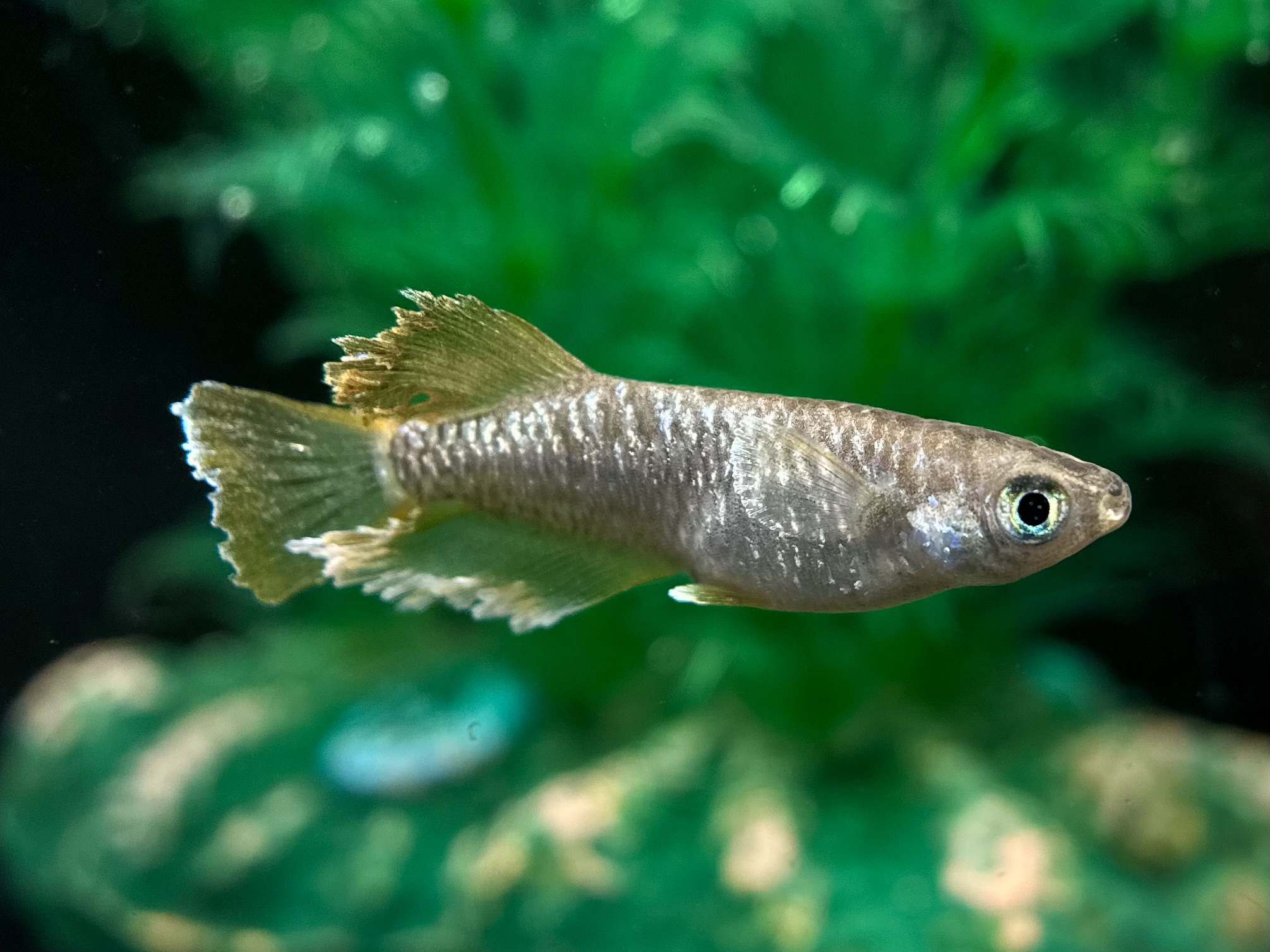 🔥 河めだか　OB-0(オビゼロ) 1p 3/18 21:23 [ID:5999]