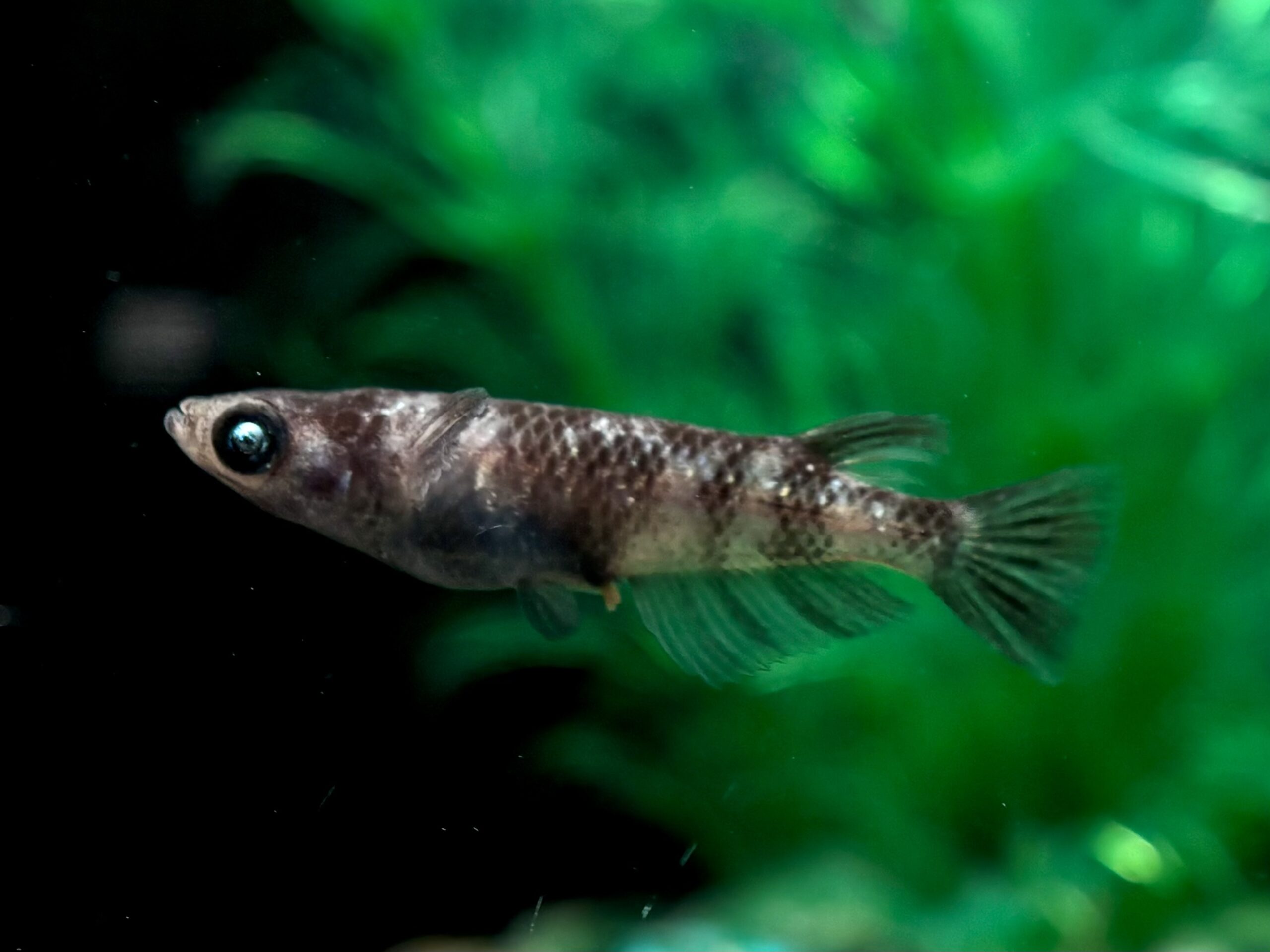 🔥 45めだか　倭寇黒鉄　1ペア (サ) 3/19 21:10終了 [ID:6062]