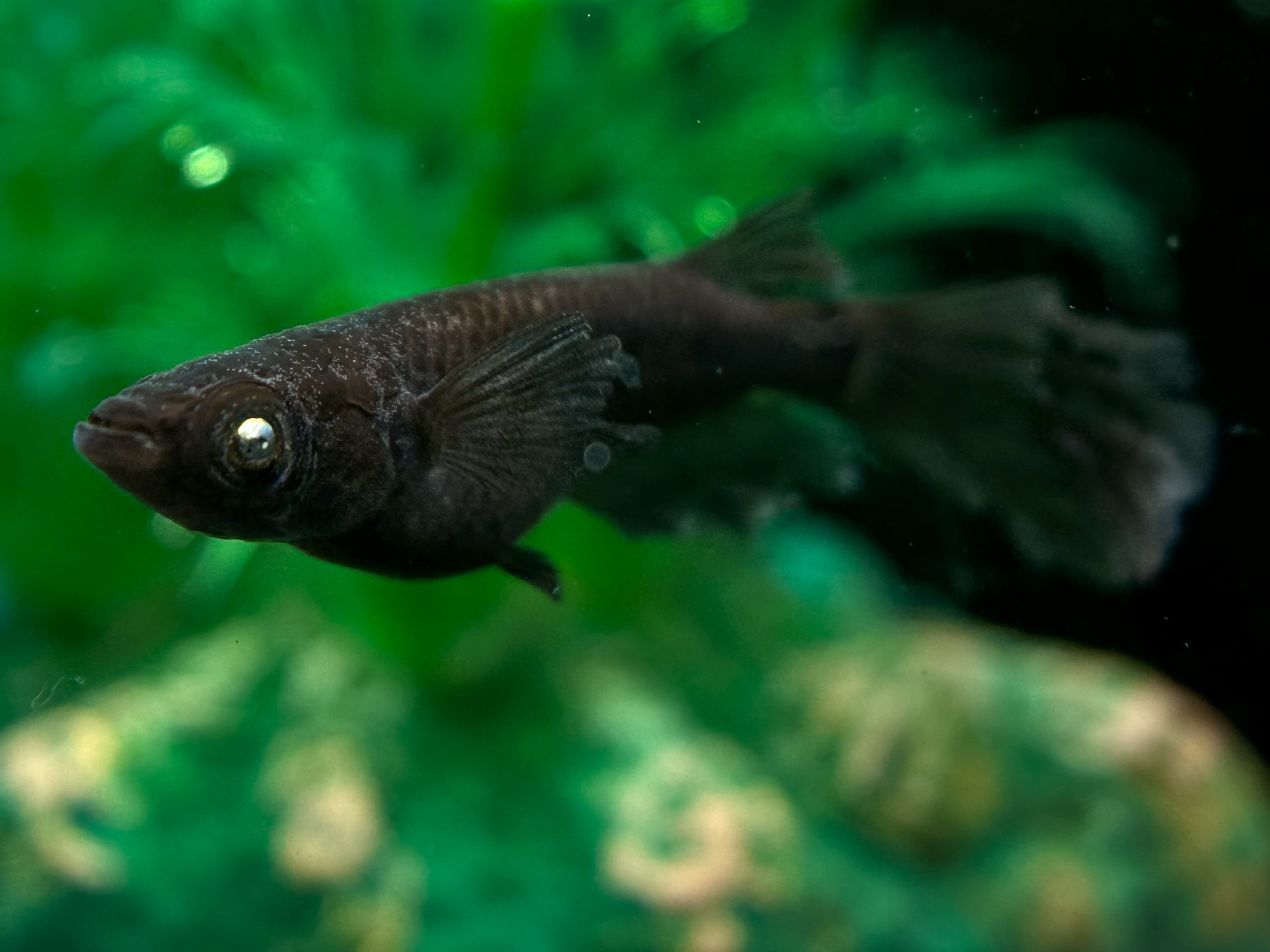 🔥 河めだか　1セットのみ限定)オランジェデビル　1p 3/18 21:15 [ID:5989]