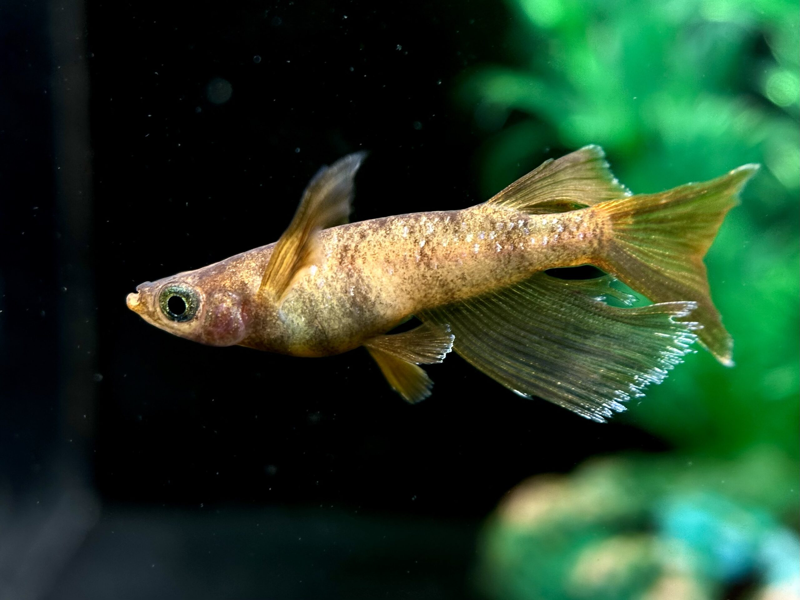 🔥 河めだか　シグマ　1p 3/18 21:30 [ID:6032]