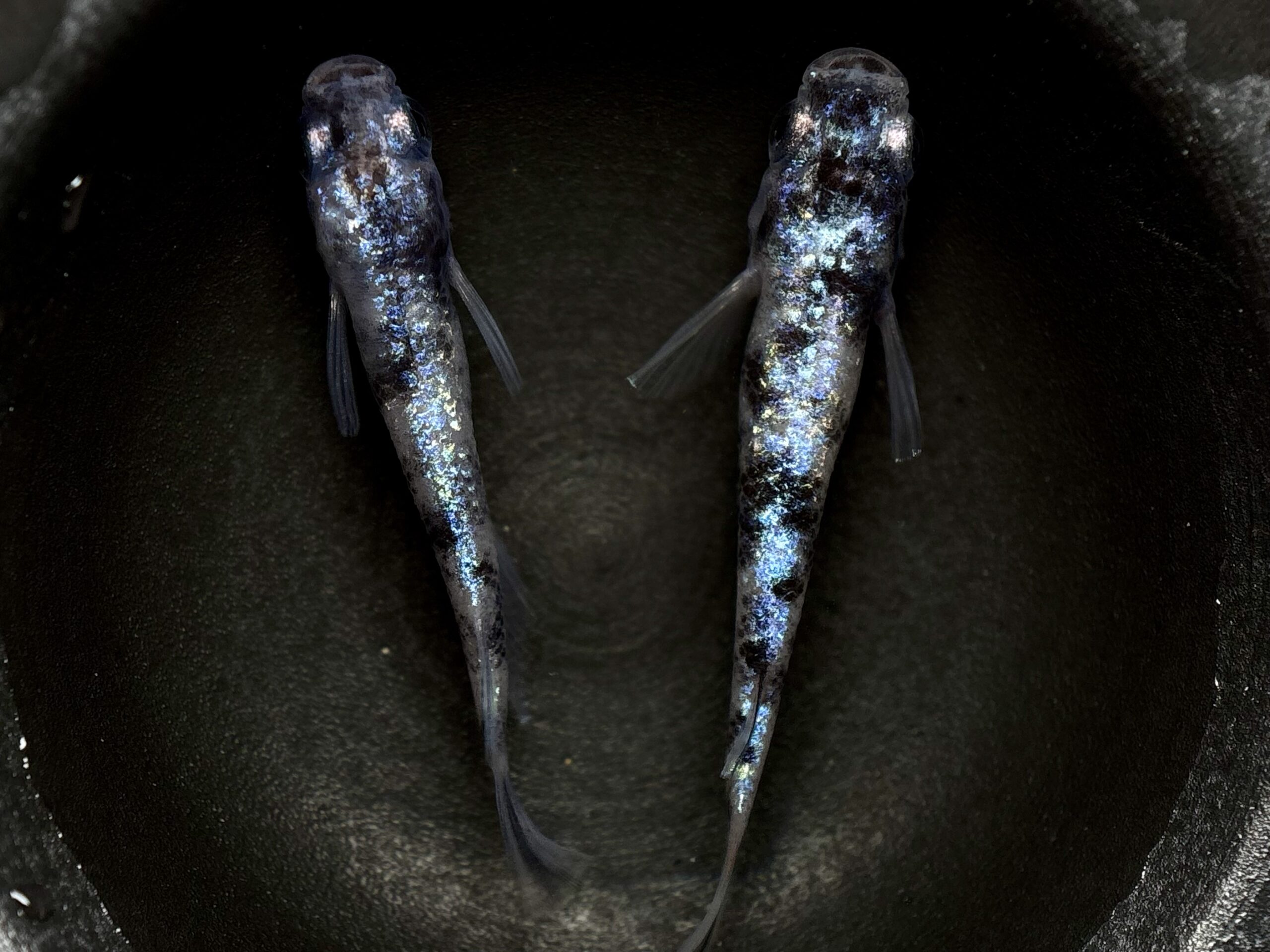 🔥 45めだか　倭寇蒼天　1ペア (サ) 3/19 21:15 [ID:6066]