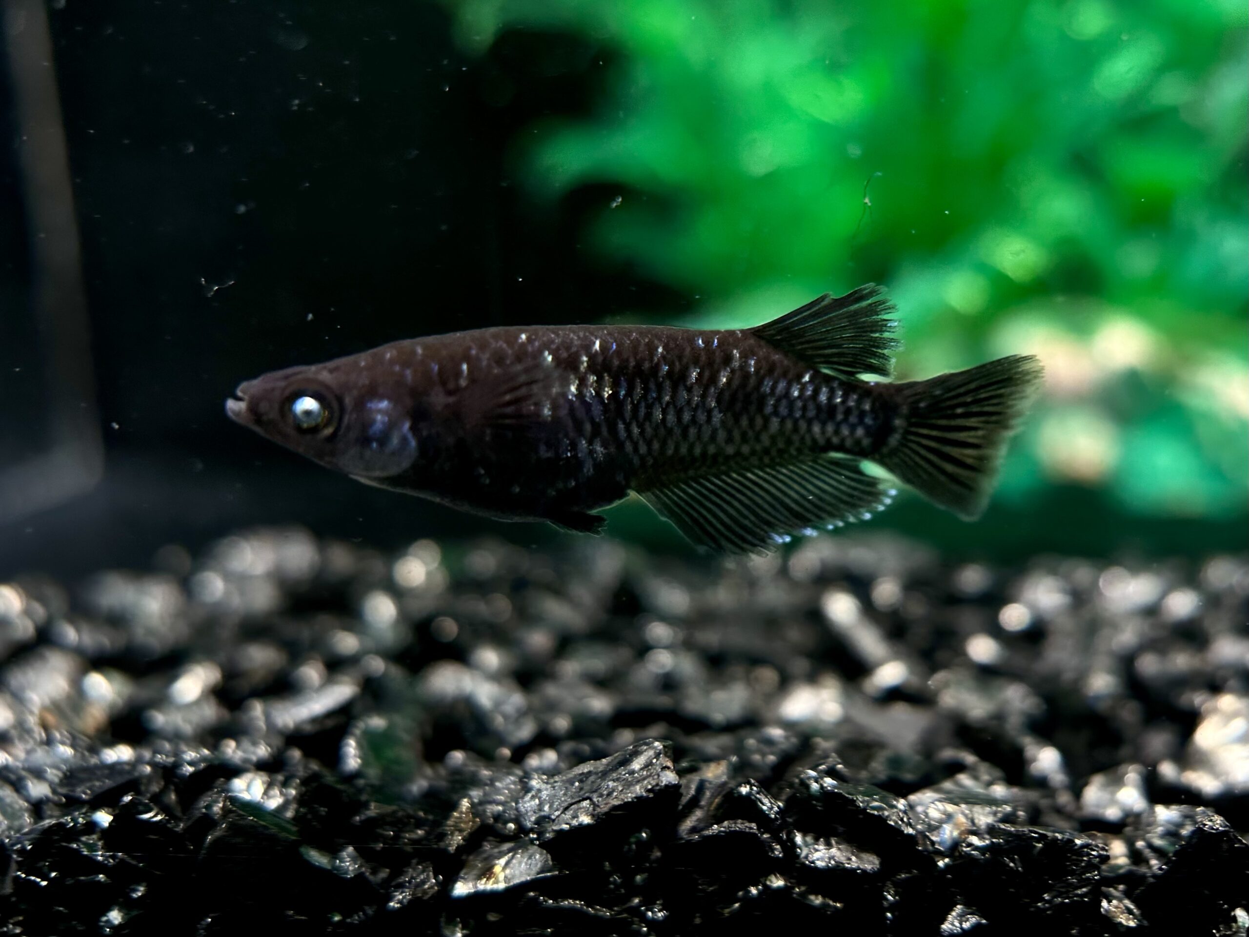 🔥 二子玉めだかブリード　レイア　1p 3/18 21:18 [ID:6047]