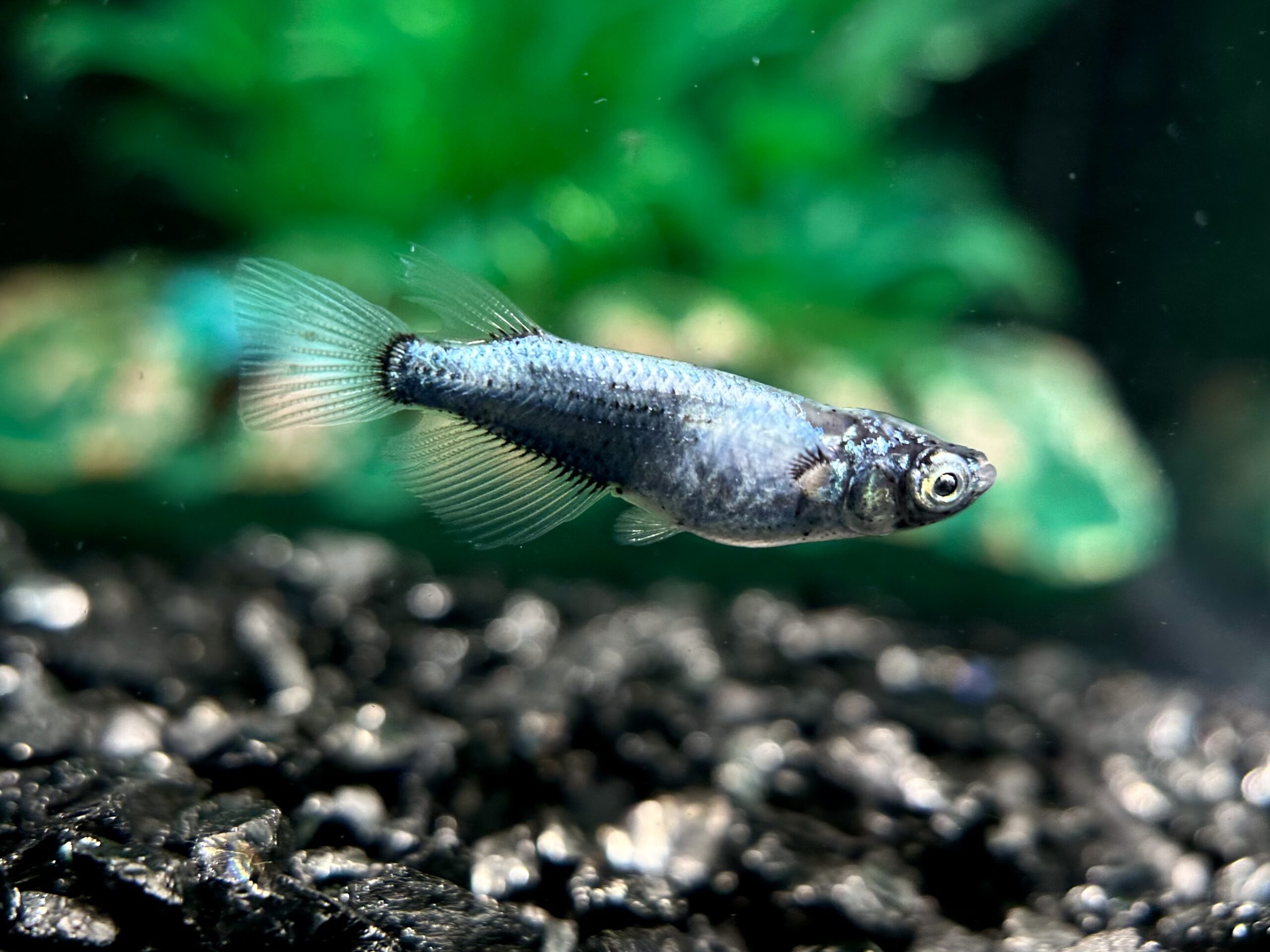 🔥 西郷めだか　藍　1p 3/18 21:12 [ID:6039]