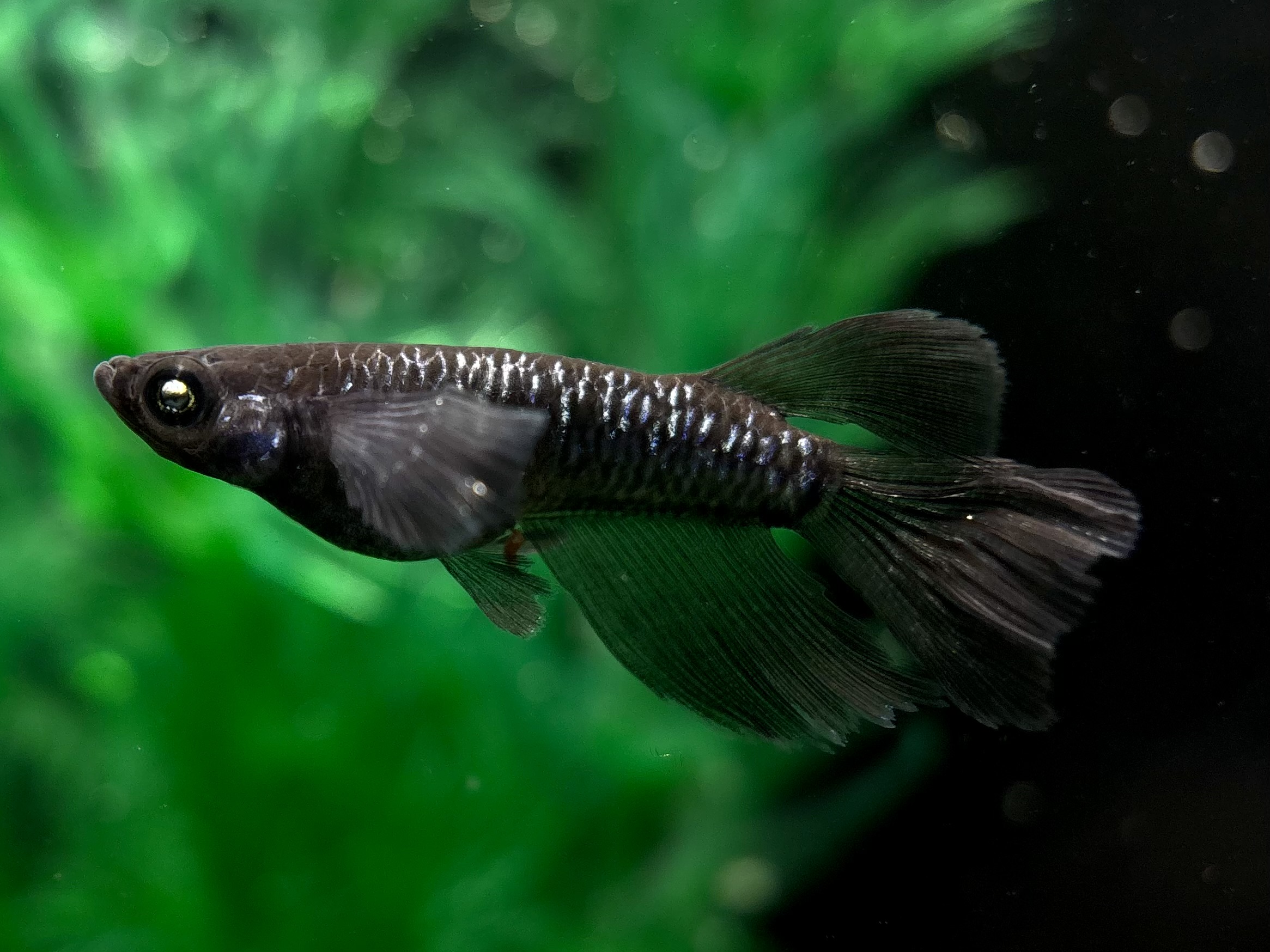 🔥 三池めだか　黝冠リアル(メスヘテロ)1ペア　(サ) 3/19 21:20終了 [ID:6069]