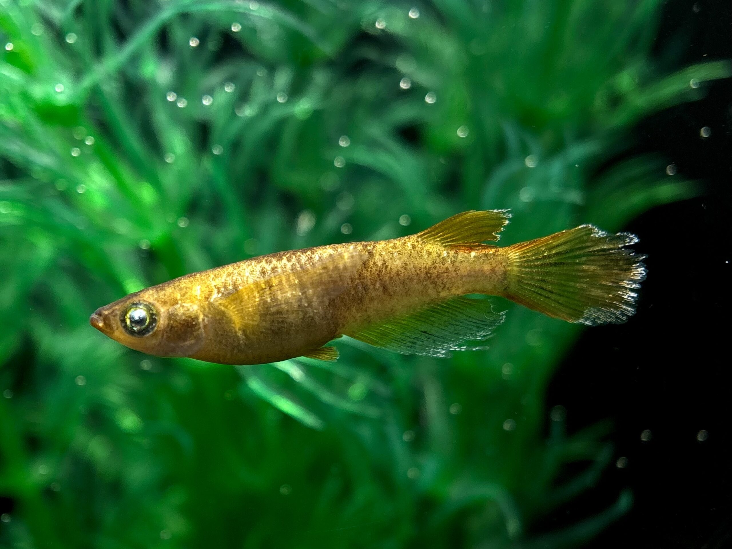 愛善めだか　乱菊ヒレ長　1ペア (サ) 3/19 21:25終了 [ID:6074]