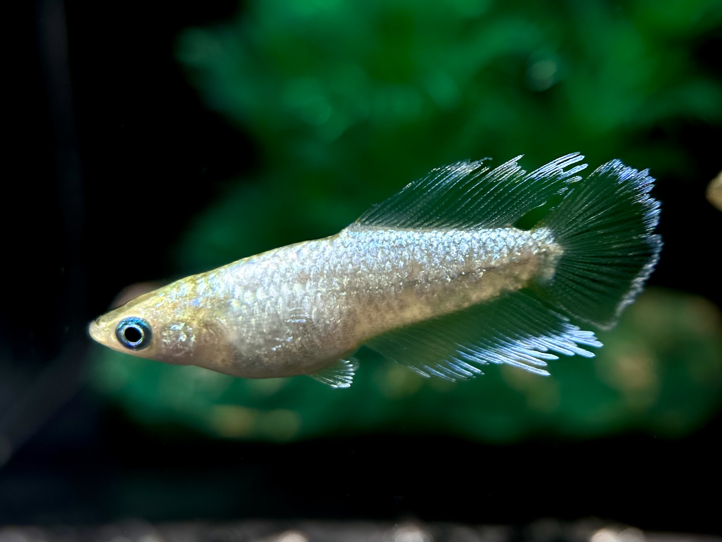 🔥 まーぼー　アポロンヒカリ　1p 3/20 21:20 [ID:6131]