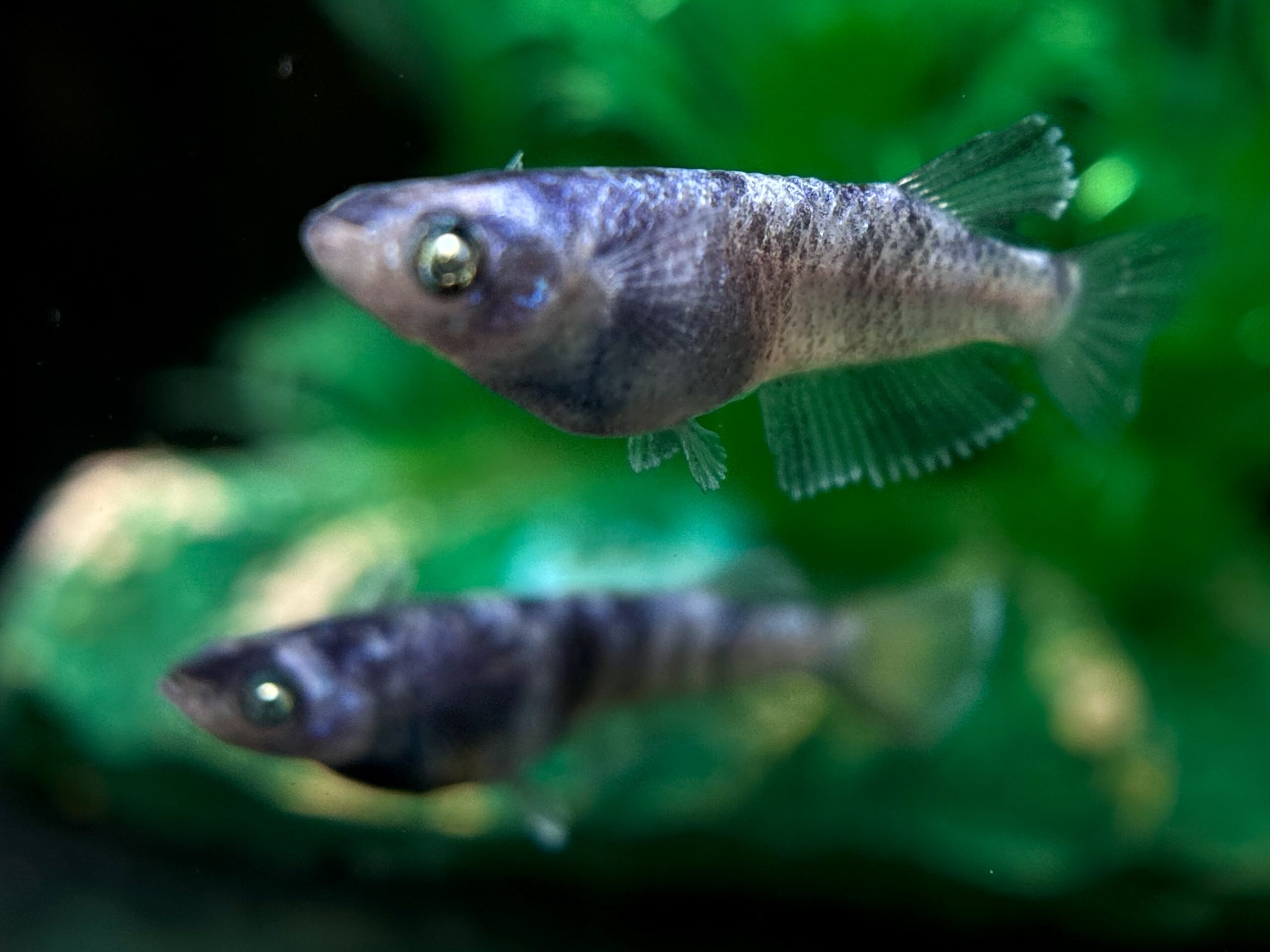 🔥 河めだか　シグマブルー　普通ペア＋RLFメス1 3/21 21:15 [ID:6142]