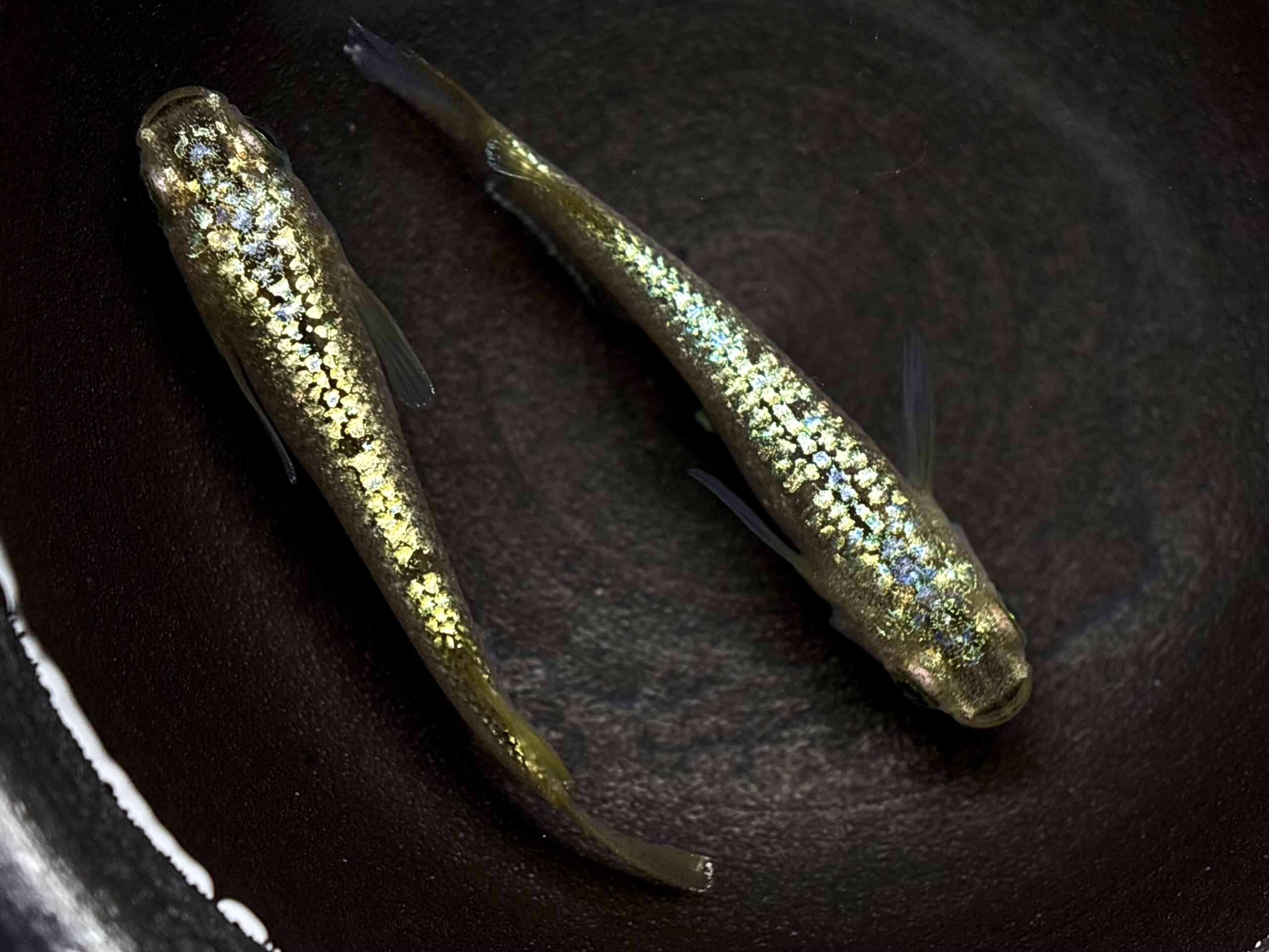 🔥 直めだか　金塊新系統WF 1ペア (サ) 3/19 21:30終了 [ID:6078]