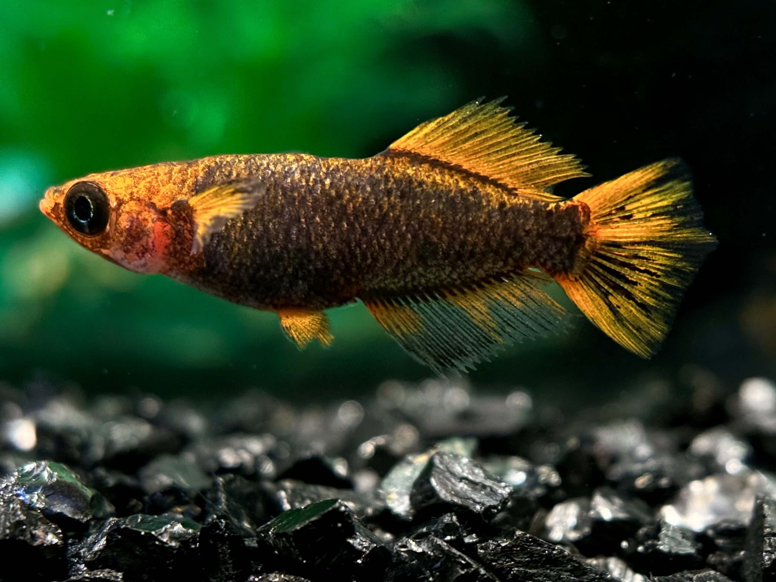 🔥 二子玉めだか　レッドホーク　1p 3/21 21:10 [ID:6151]