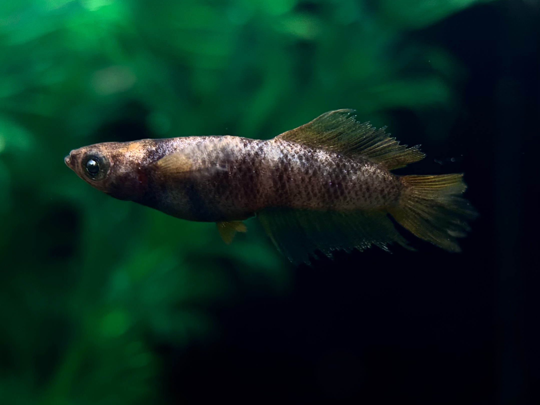 🔥 めだかの佐川　初出品)黄メタル墨牙松井スワロー　1p(若魚) 3/23 21:20 [ID:6182]